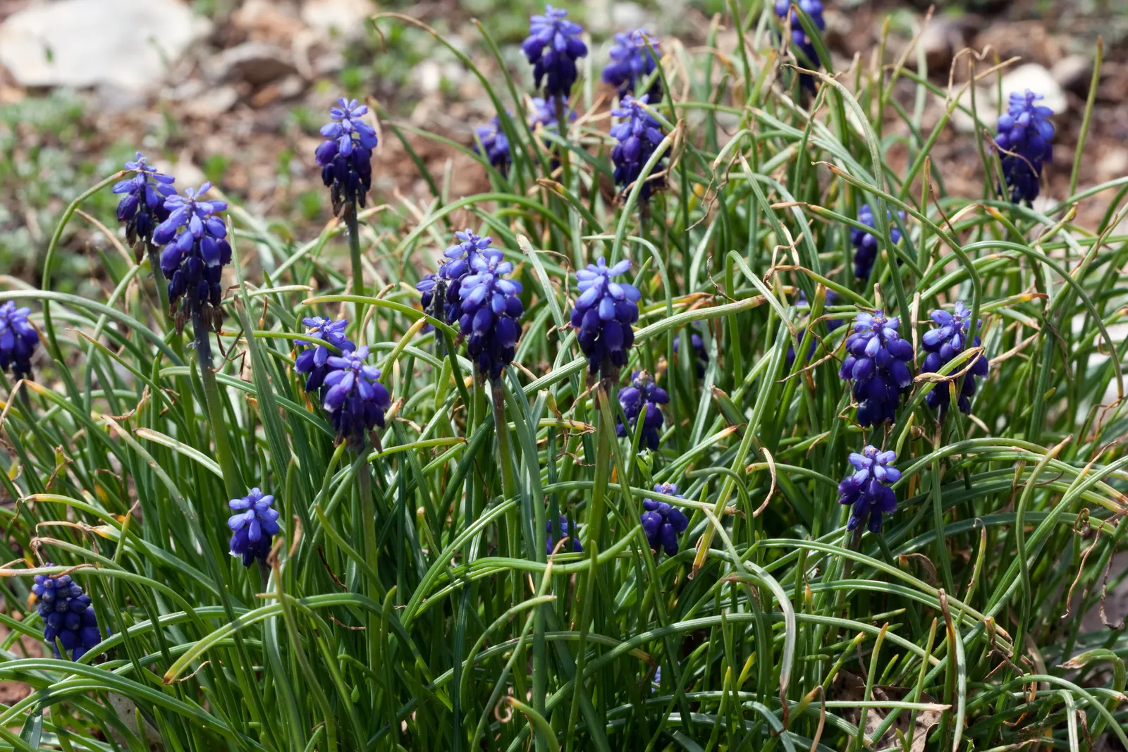 Grape Hyacinth (Muscari Armeniacum) — This plant is characterized by its densely clustered; bulb / ground cover for full or half, image 191