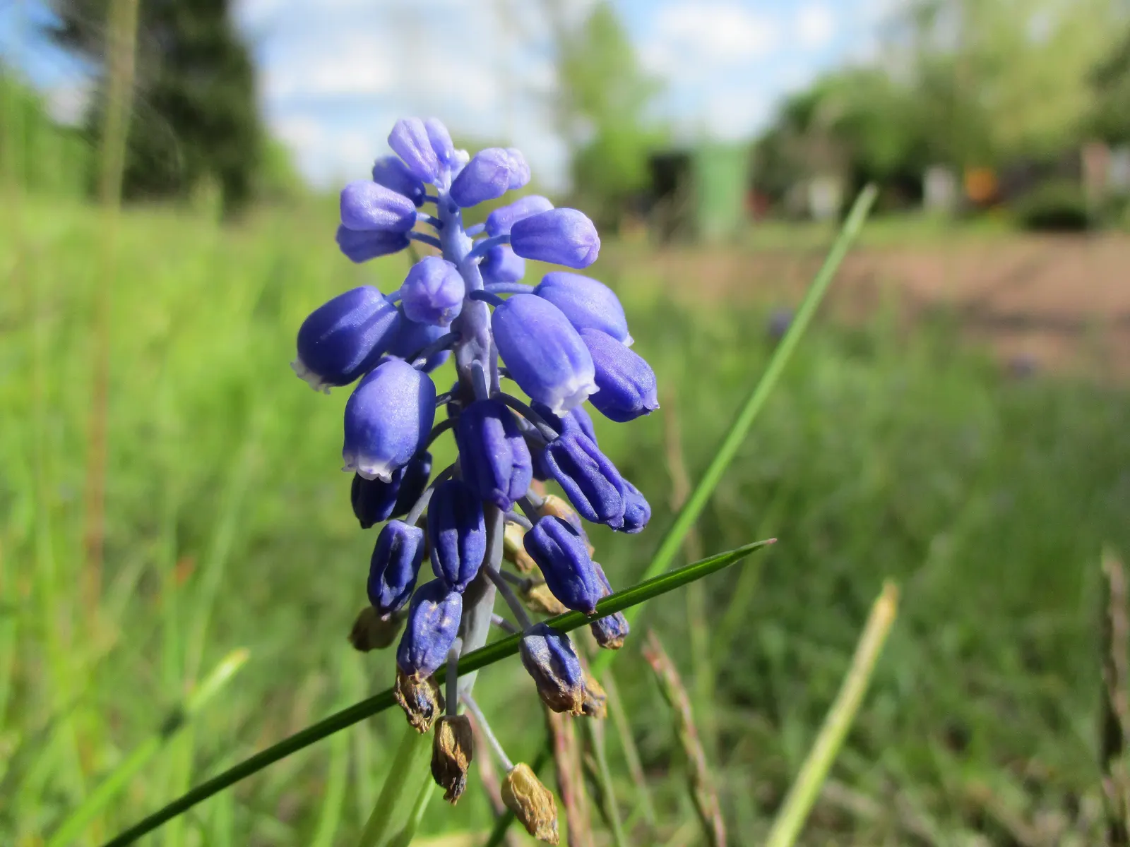 Grape Hyacinth (Muscari Armeniacum) — making them an effortless choice for both beginners and seasoned gardeners.<br><br>When composing your, image 221