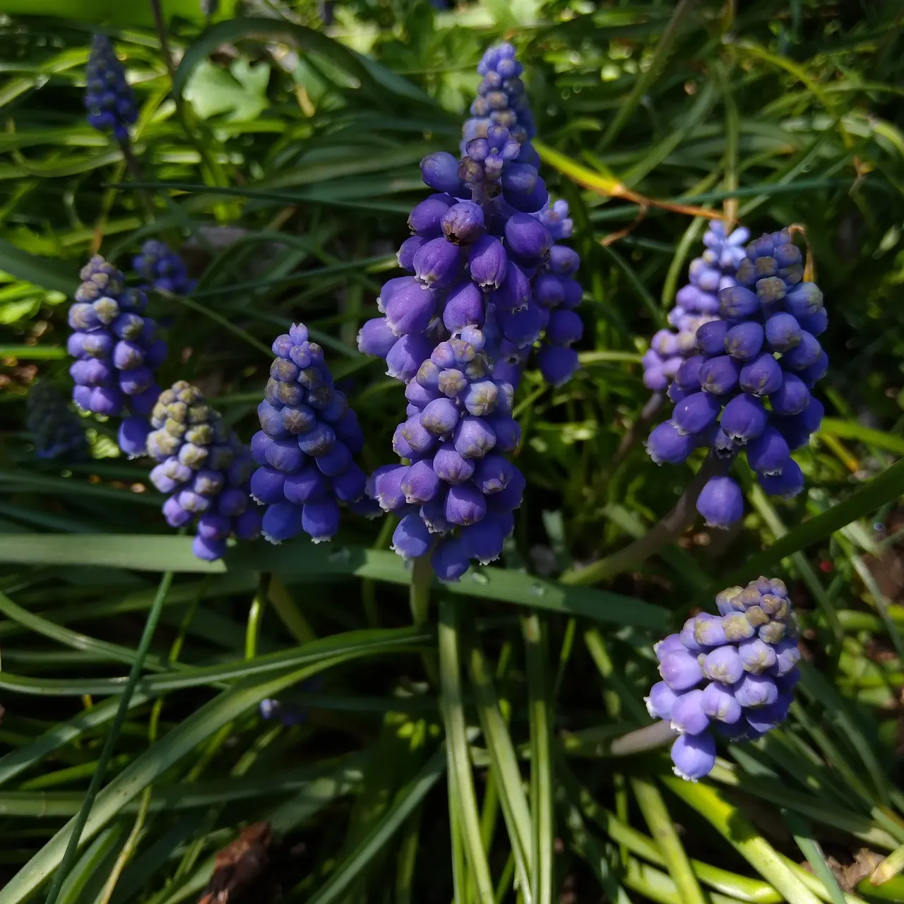 Grape Hyacinth (Muscari Armeniacum) — resembling miniature grapes; this plant is characterized by its densely clustered