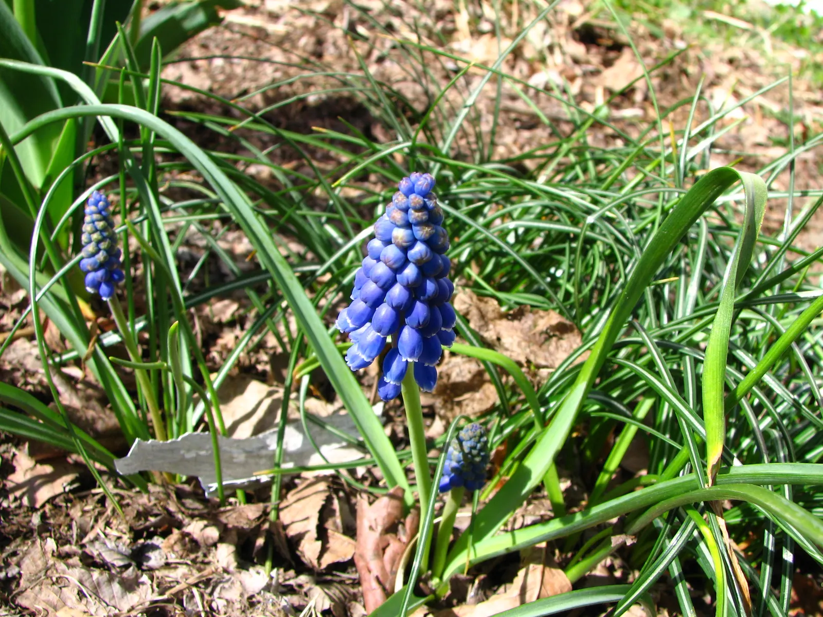 Grape Hyacinth (Muscari Armeniacum) — This plant is characterized by its densely clustered; bulb / ground cover for full or half, image 214