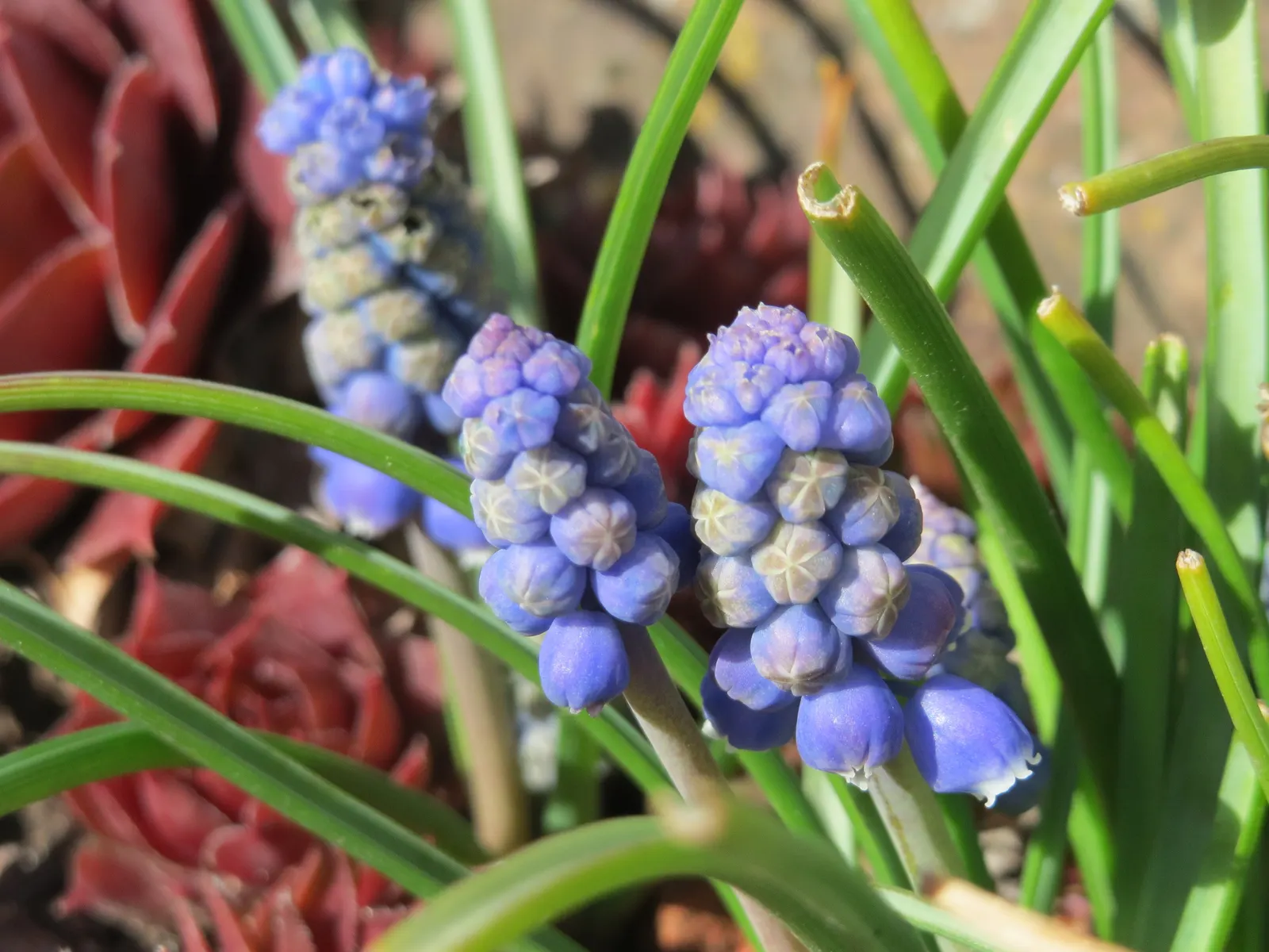 Grape Hyacinth (Muscari Armeniacum) — This plant is characterized by its densely clustered; bulb / ground cover for full or half