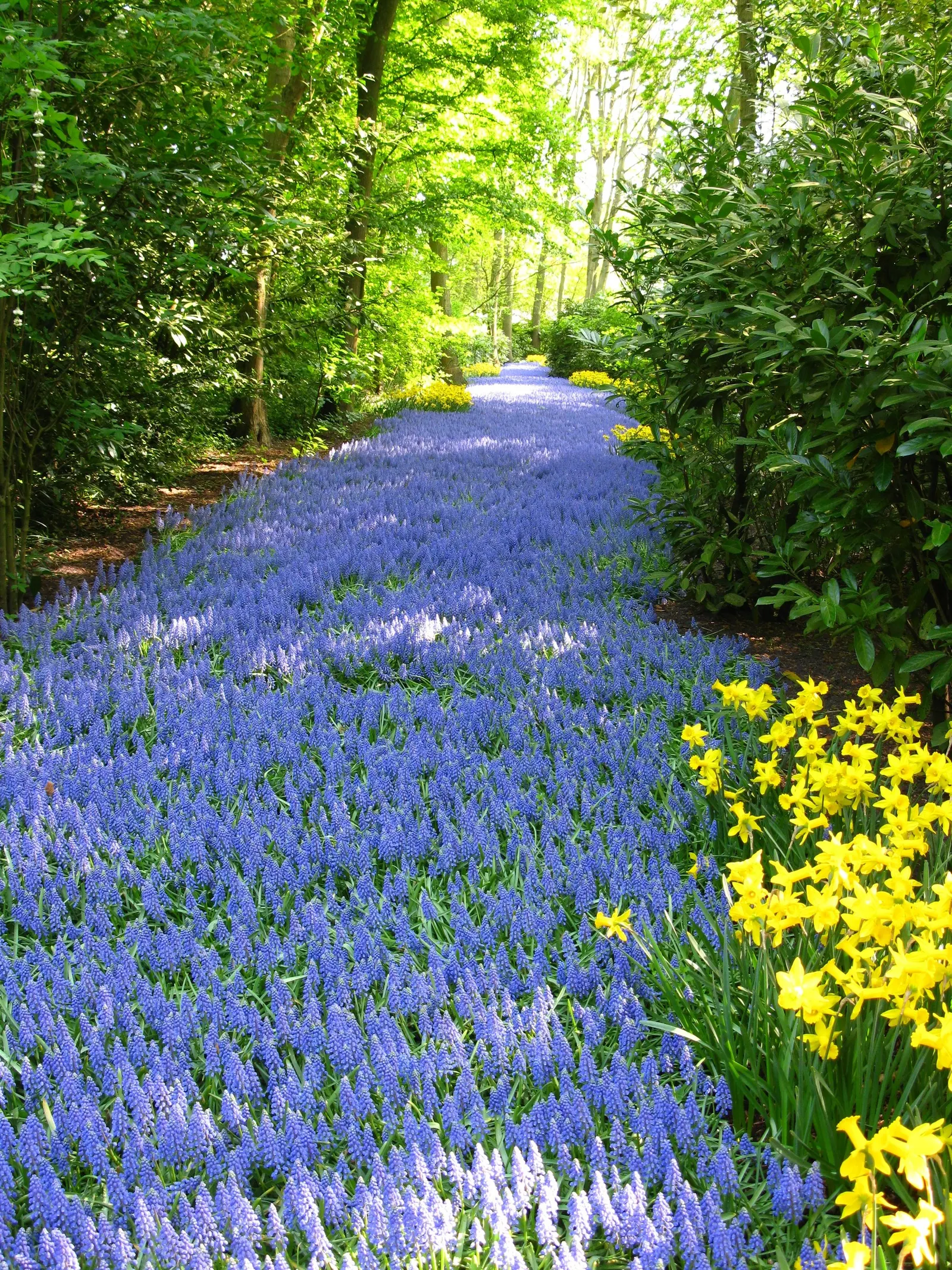Grape Hyacinth (Muscari Armeniacum) — bulb / ground cover with blue blooms; grape Hyacinths require marginal maintenance, image 91