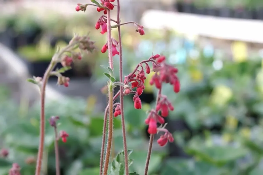 Splendens Coral Bells (Heuchera Sanguinea 'Splendens') — commonly known as Splendens Coral Bells