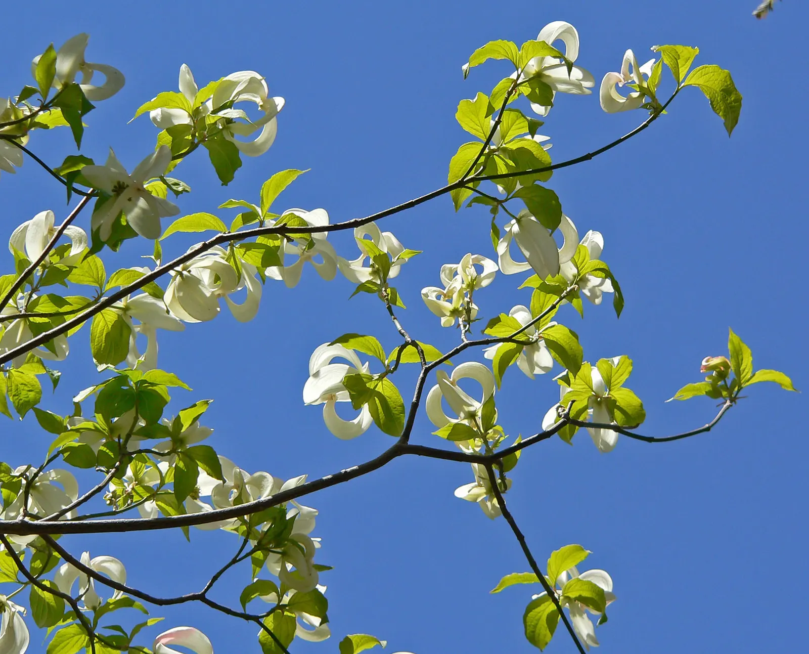 Mexican Flowering Dogwood (Cornus Florida Subsp. Urbiniana) — urbiniana) is a captivating small deciduous tree, boasting a mature height of 15-25 feet with a