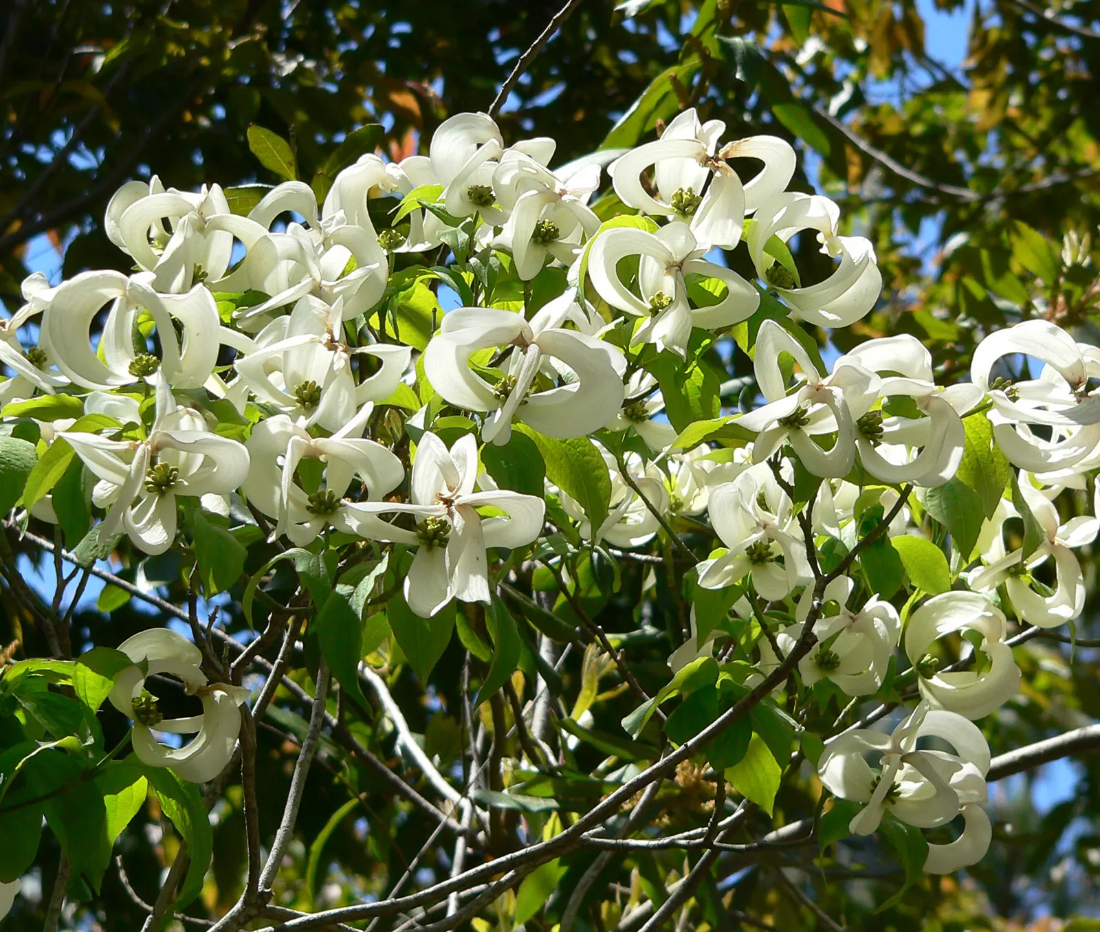 Mexican Flowering Dogwood (Cornus Florida Subsp. Urbiniana) — The Mexican Flowering Dogwood (Cornus florida subsp