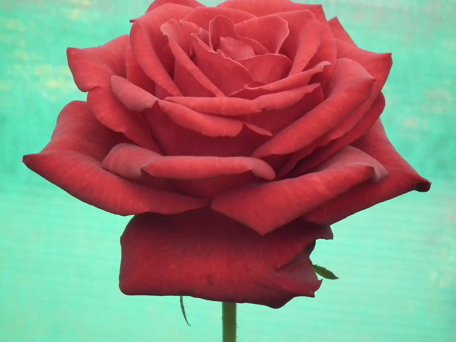 Coastal Woods Rose (Rosa gymnocarpa) — As a native to the western coastal regions of North America
