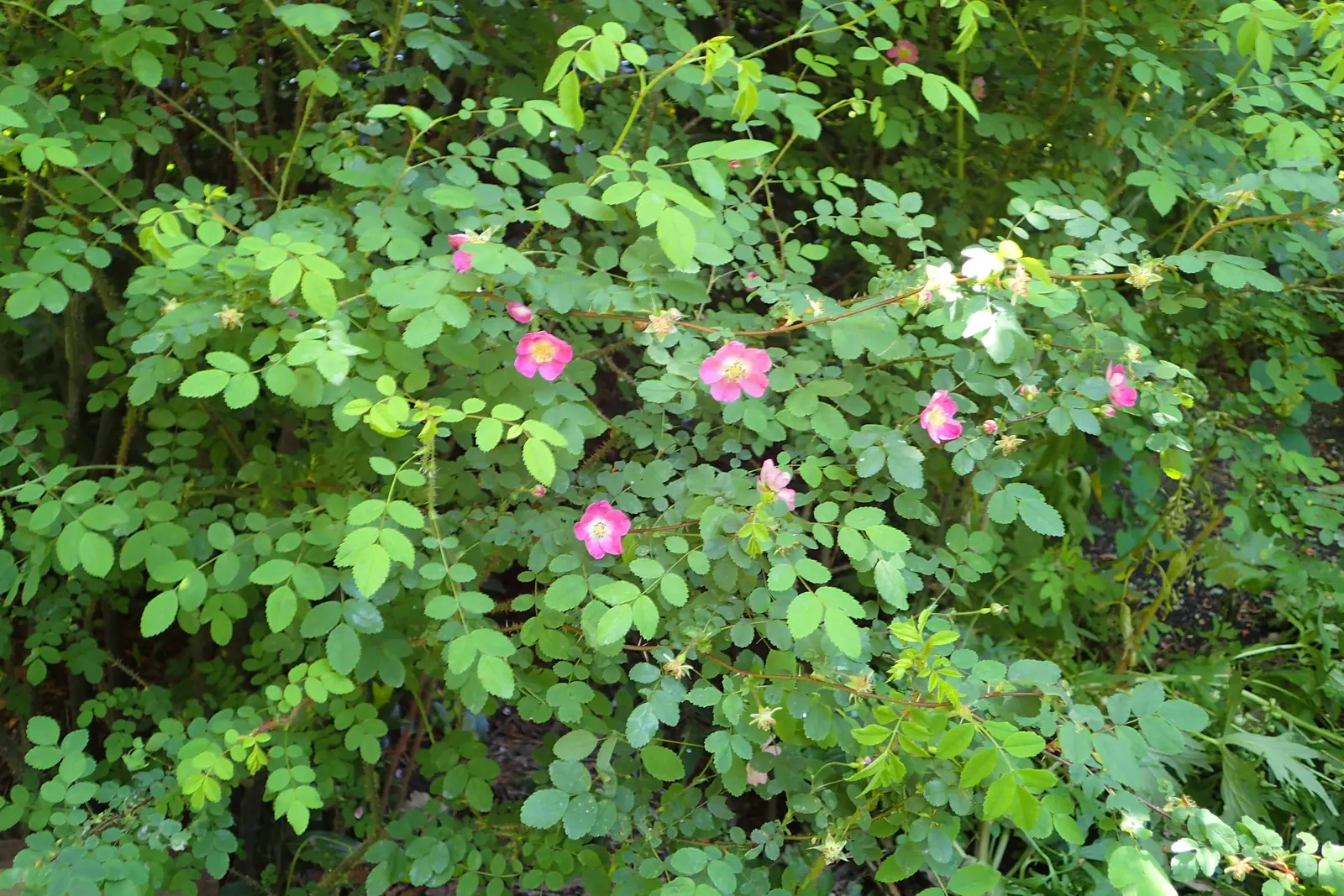 Coastal Woods Rose (Rosa gymnocarpa) — wildflower appearance and light; attracting birds and adding winter interest to any garden space