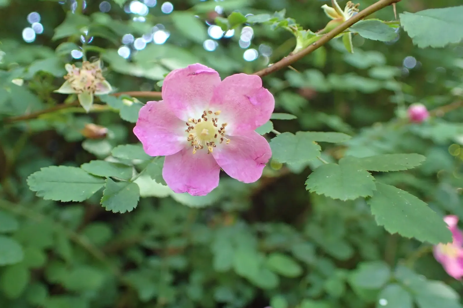 Coastal Woods Rose (Rosa gymnocarpa) — during the fall and winter months.<br><br>When integrating the Rosa gymnocarpa into landscape designs; attracting