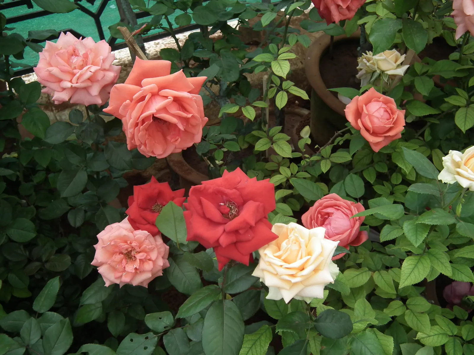 Coastal Woods Rose (Rosa gymnocarpa) — The Rosa gymnocarpa, or Coastal Wood Rose, is a delicate, North American native shrub; it blooms from late spring to