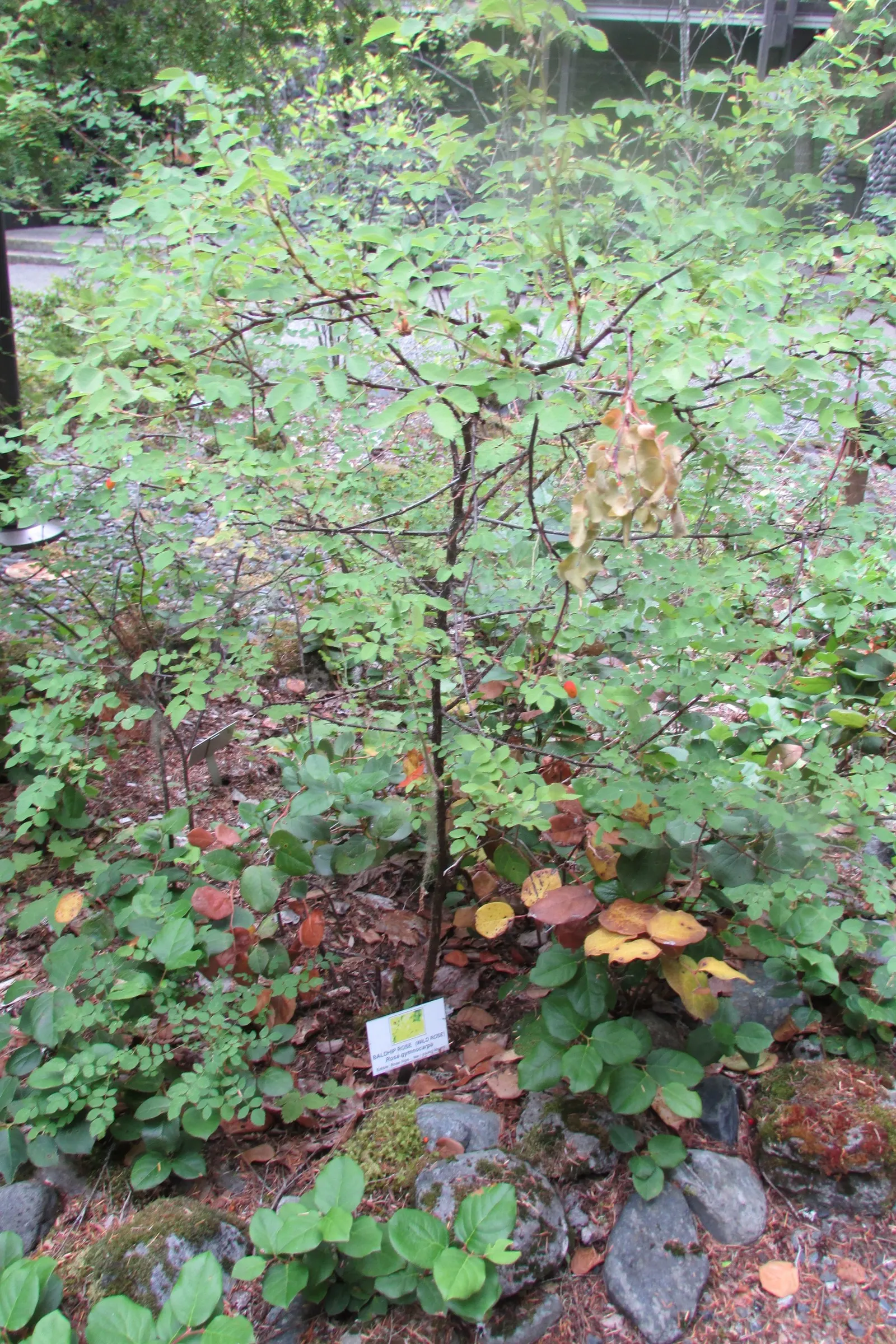Coastal Woods Rose (Rosa gymnocarpa) — In the spring to early summer