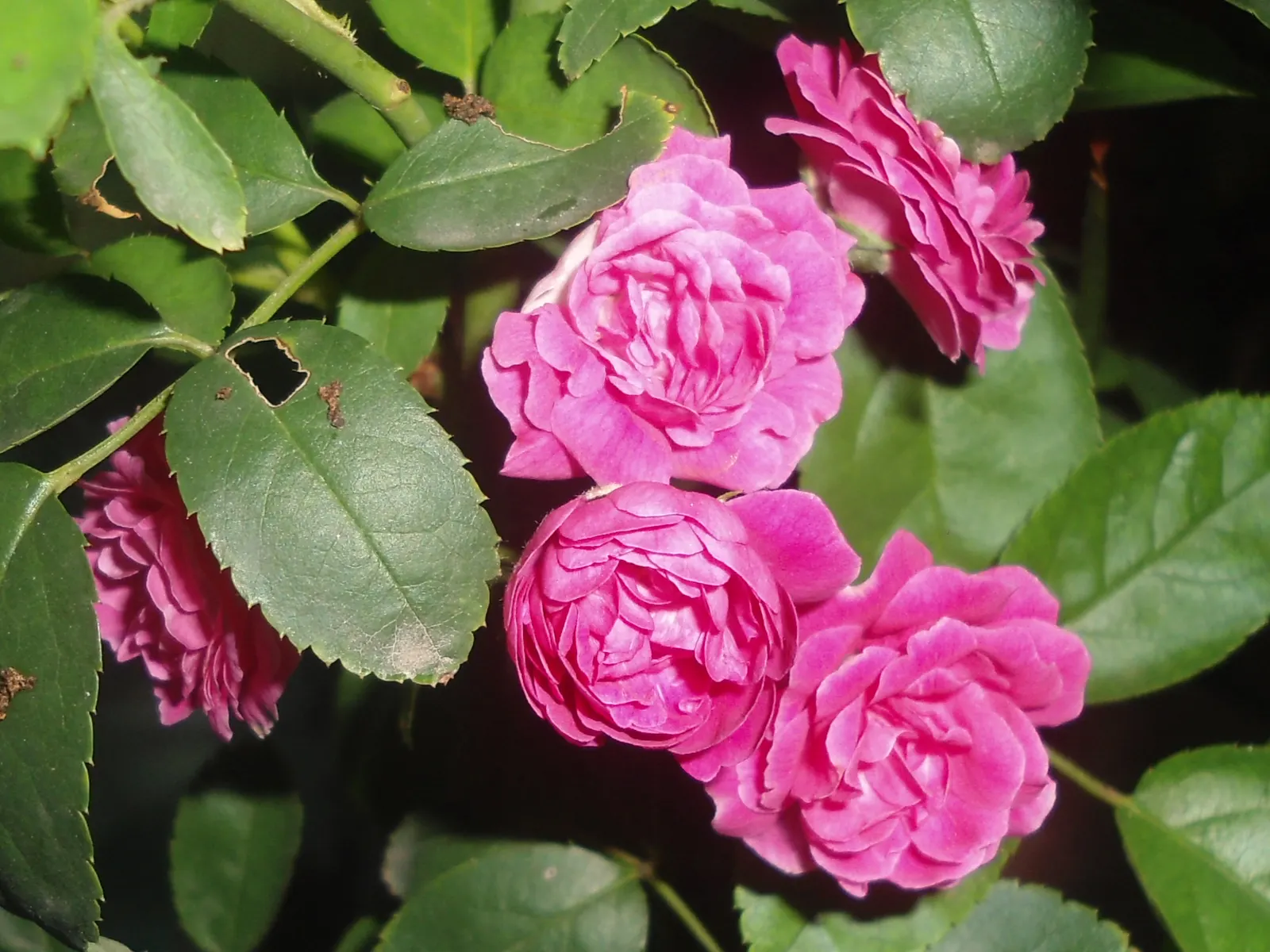 Coastal Woods Rose (Rosa gymnocarpa) — attracting beneficial pollinators to the garden.<br><br>Following the flowering period