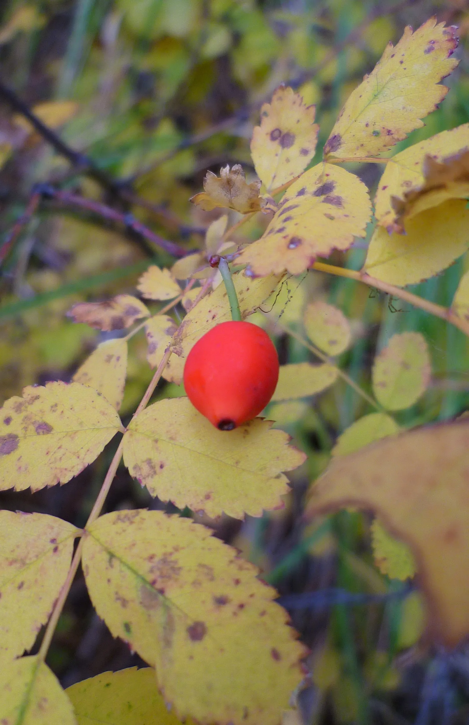 Coastal Woods Rose (Rosa gymnocarpa) — Ideal for naturalistic designs