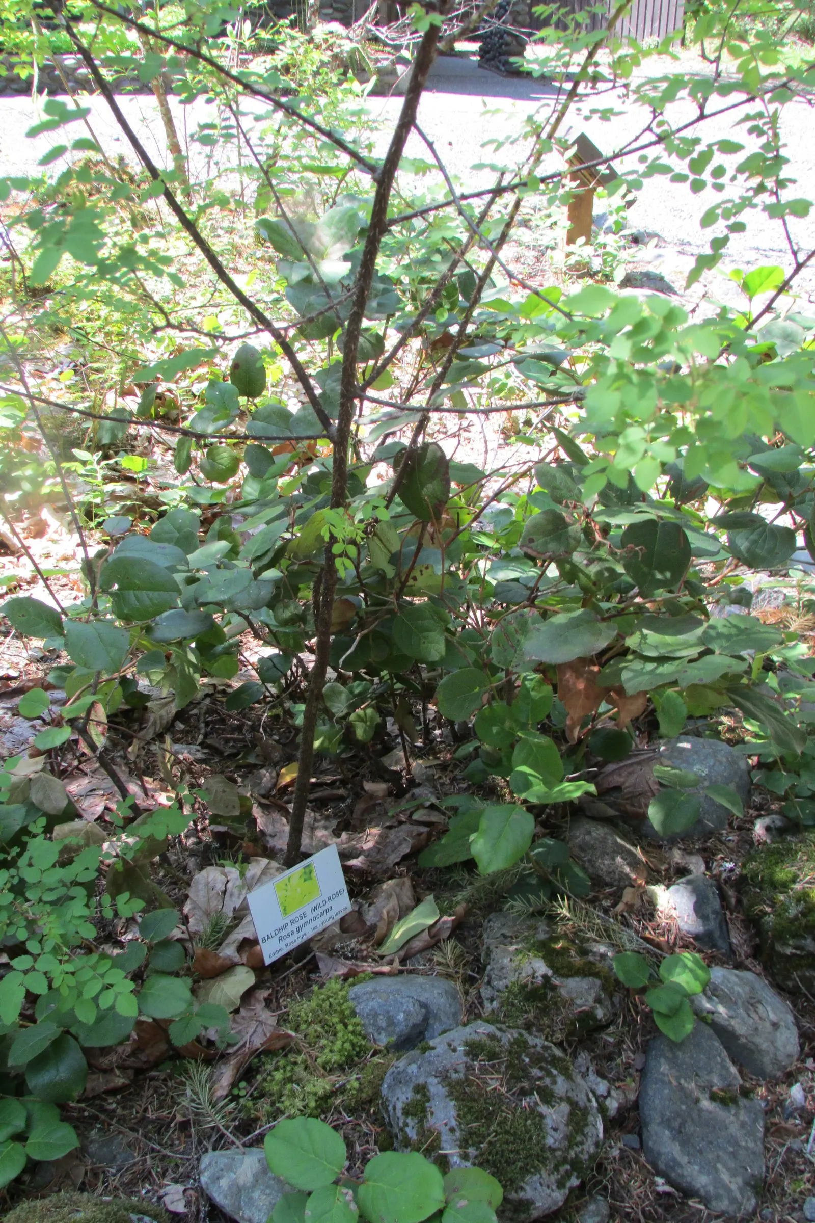 Coastal Woods Rose (Rosa gymnocarpa) — which is a boon for water-conscious gardens