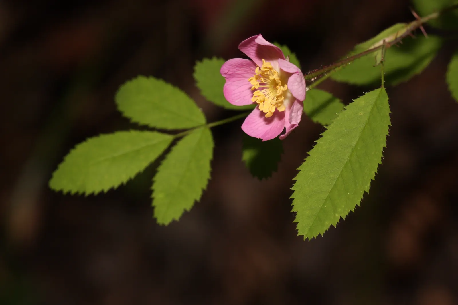 Coastal Woods Rose (Rosa gymnocarpa) — bushy silhouette with arching canes and few thorns; requiring minimal irrigation