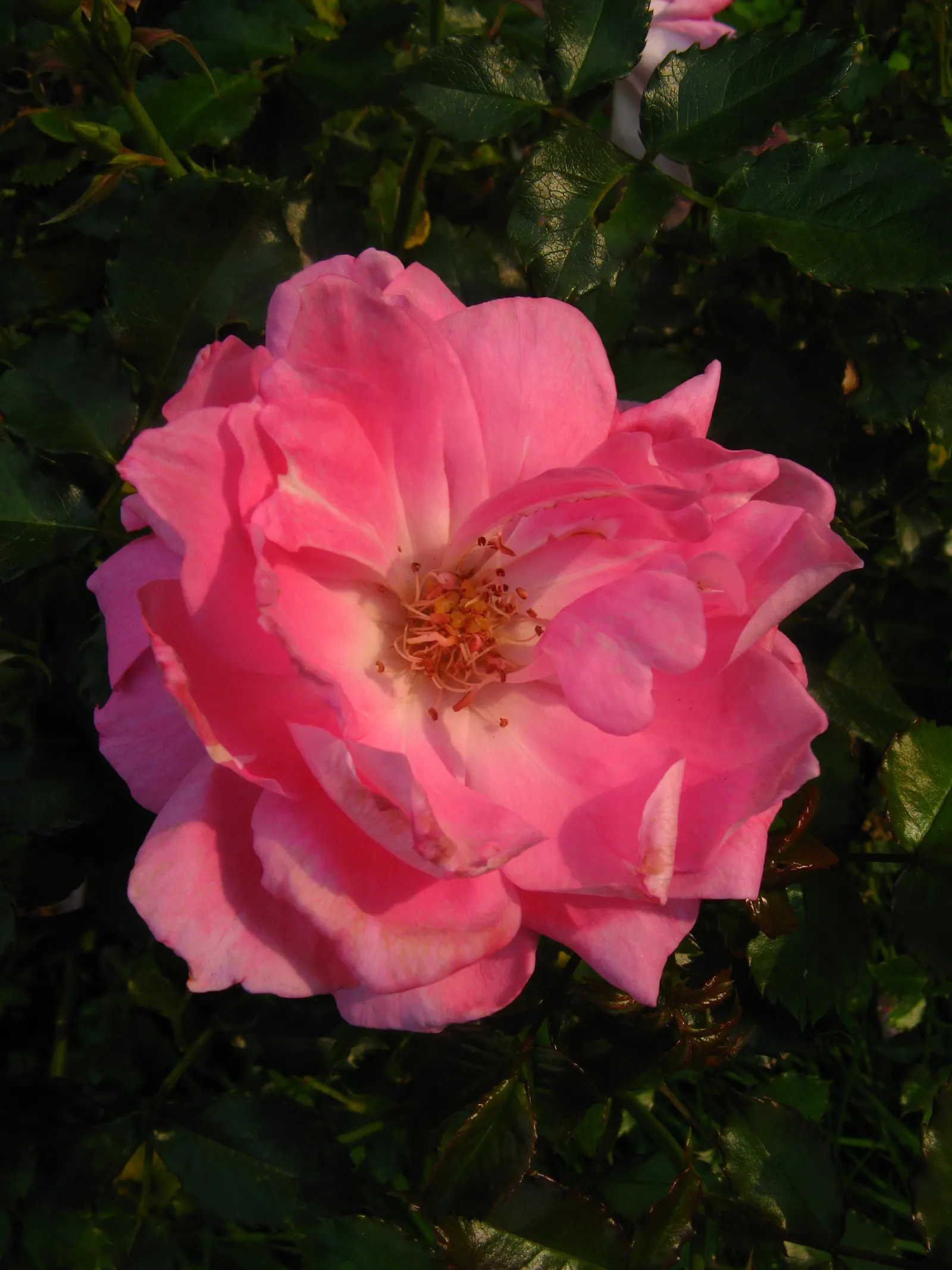 Coastal Woods Rose (Rosa gymnocarpa) — attracting birds and adding winter interest to any garden space; commonly referred to as the Coastal Wood Rose or the