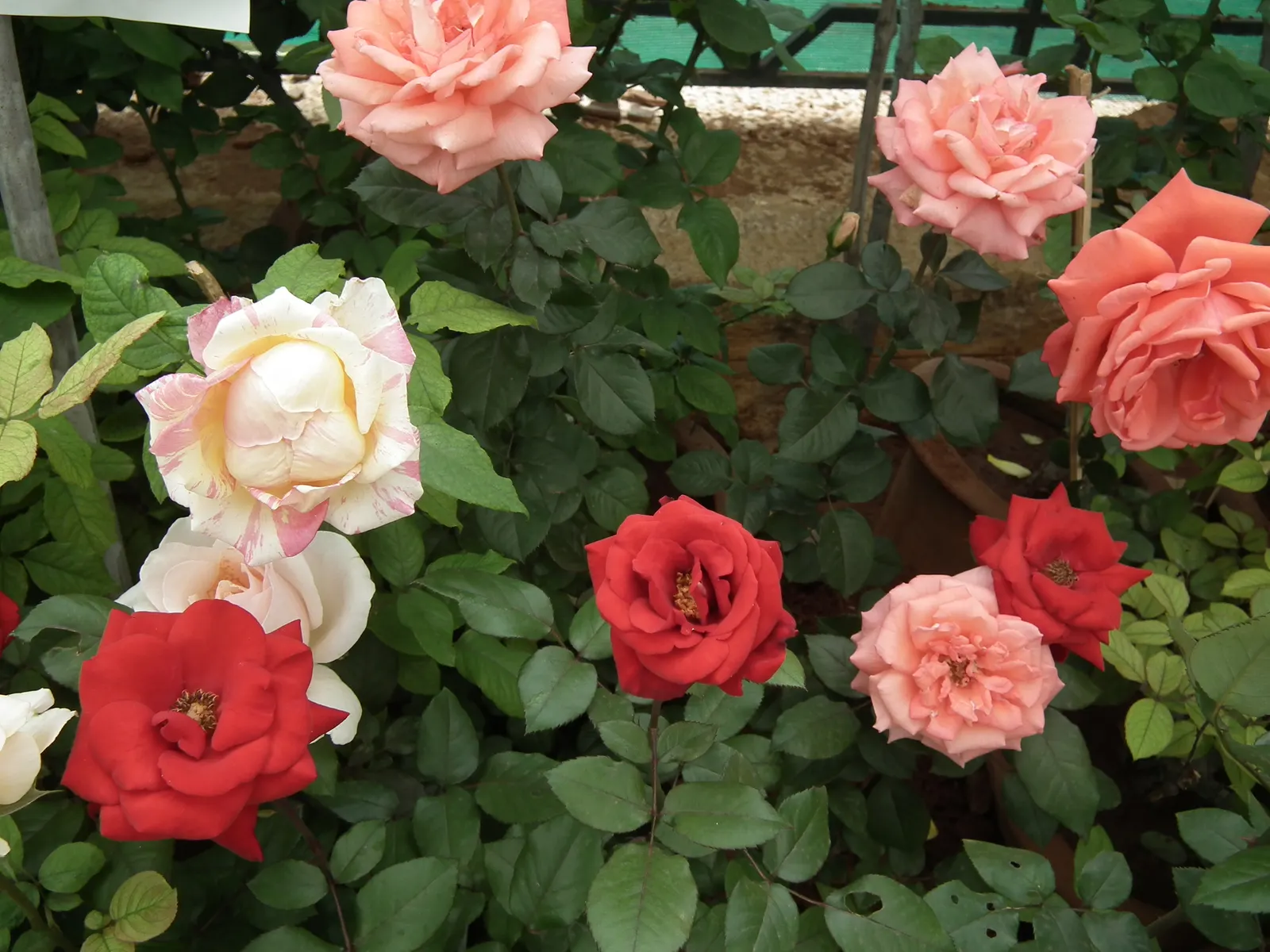Coastal Woods Rose (Rosa gymnocarpa) — As a native to the western coastal regions of North America; this rose boasts bright red-orange hips in autumn