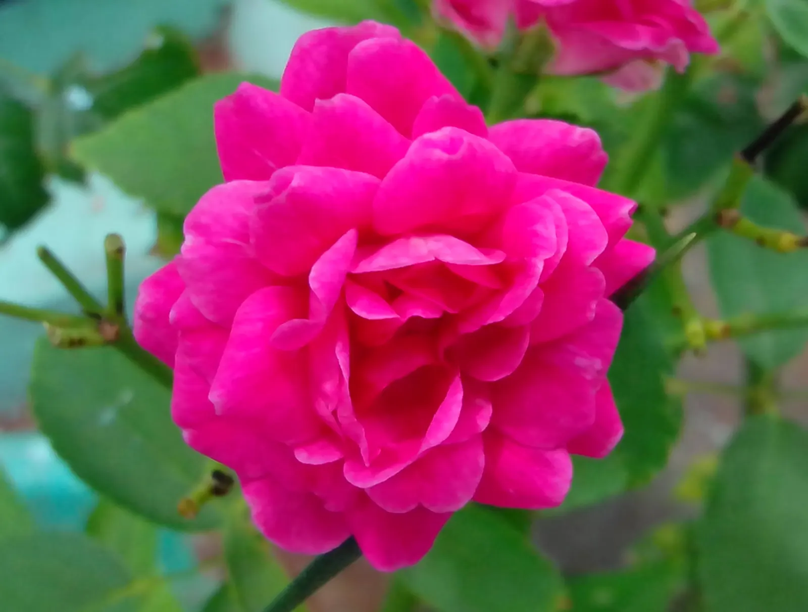 Coastal Woods Rose (Rosa gymnocarpa) — wildflower appearance and light