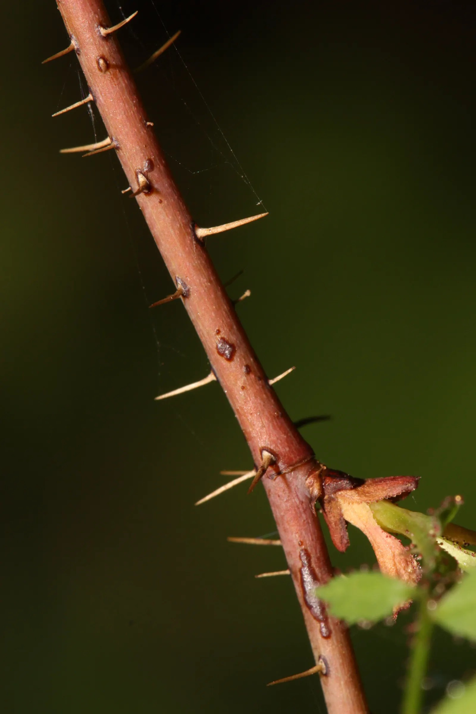 Coastal Woods Rose (Rosa gymnocarpa) — consider its natural woodland habitat