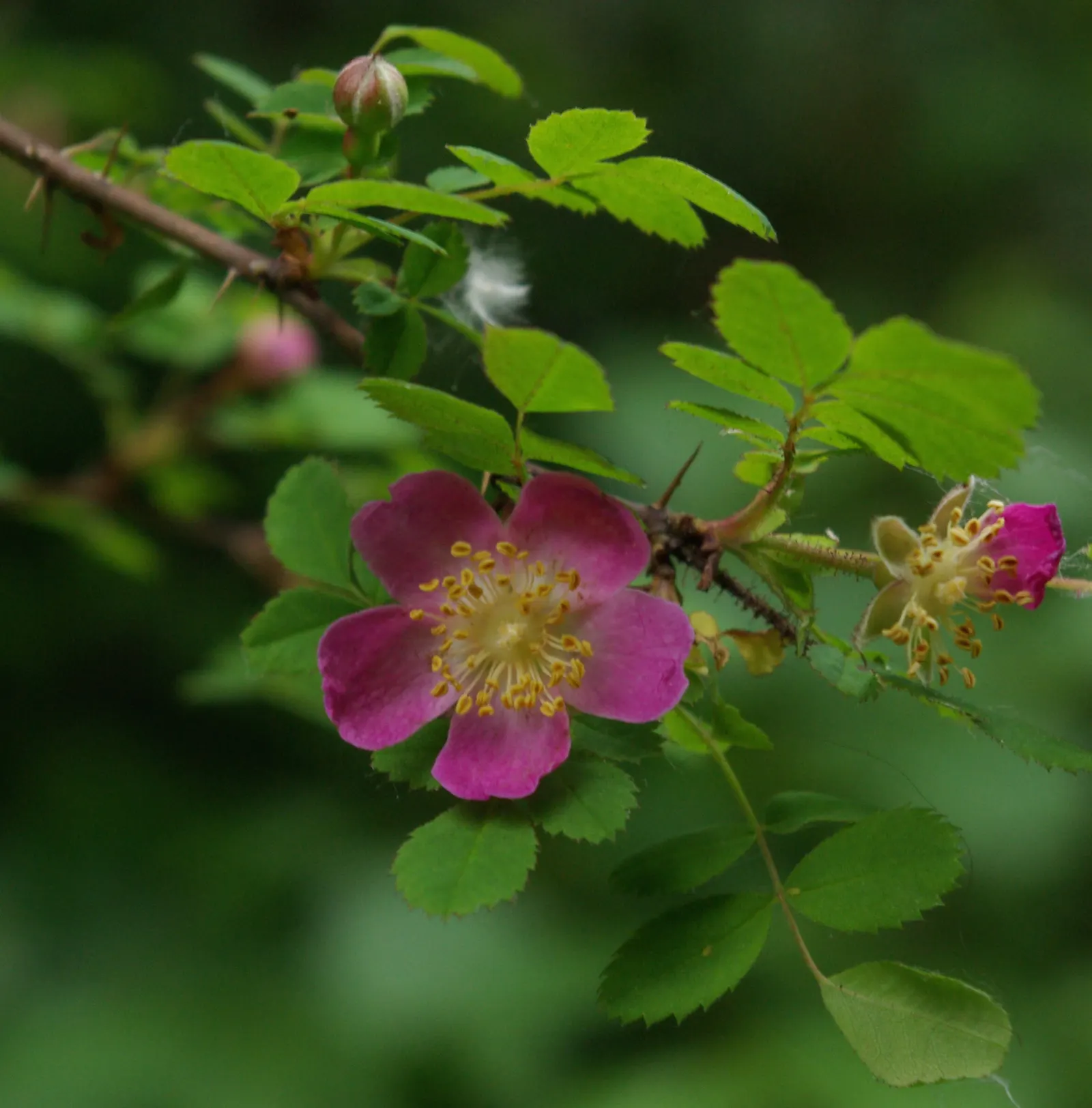 Coastal Woods Rose (Rosa gymnocarpa) — white flowers in the garden
