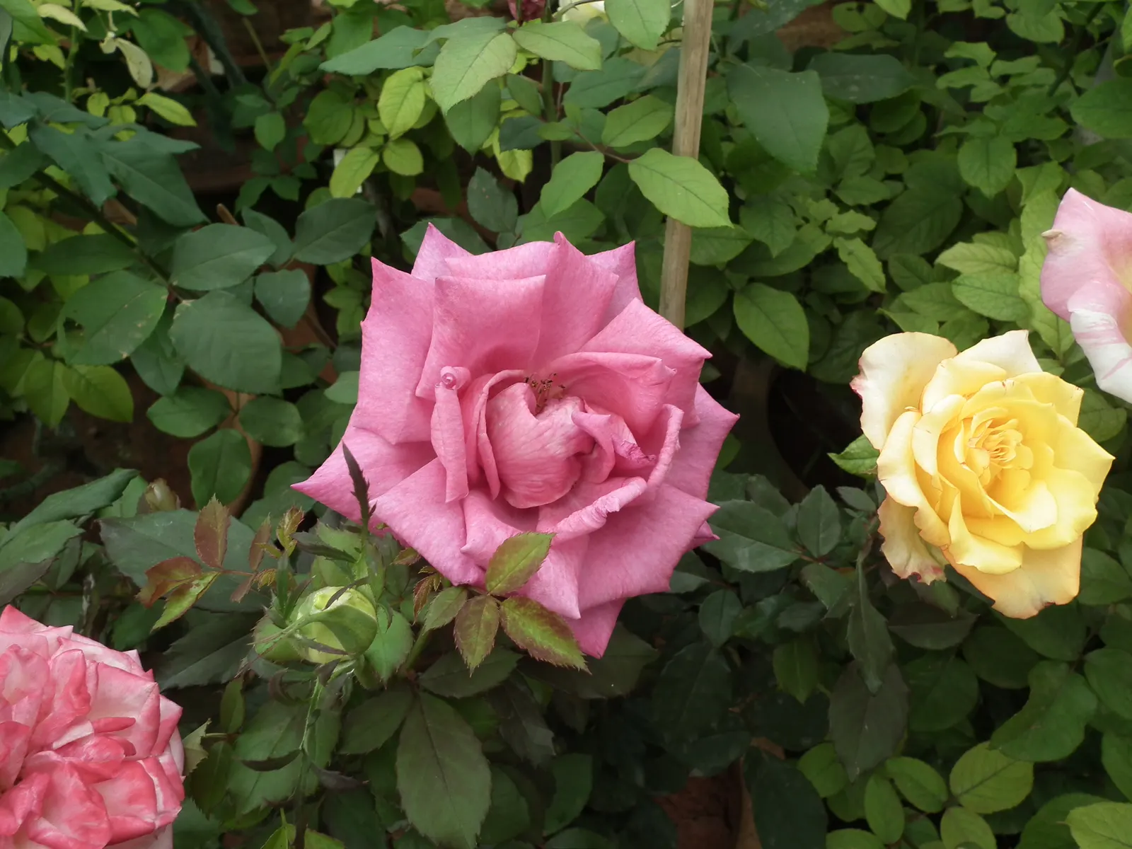 Coastal Woods Rose (Rosa gymnocarpa) — pinkish flowers measuring roughly 1 inch across