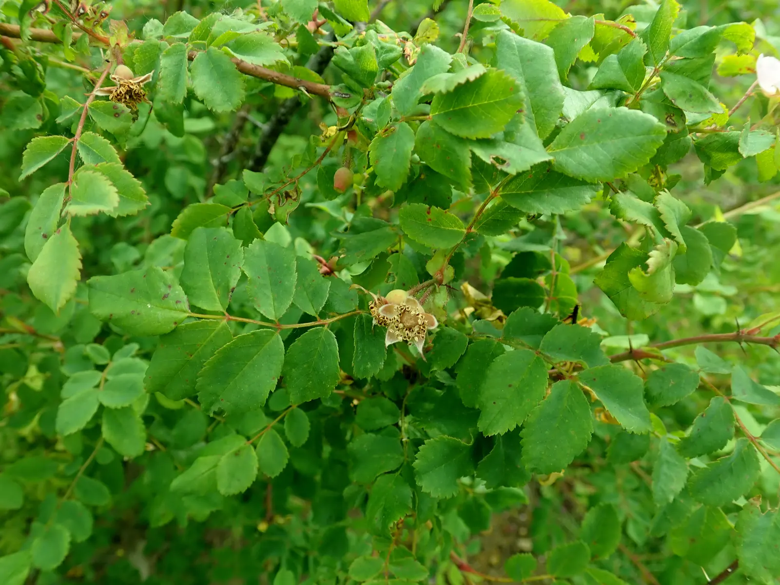 Coastal Woods Rose (Rosa gymnocarpa) — This rose is drought-tolerant once established