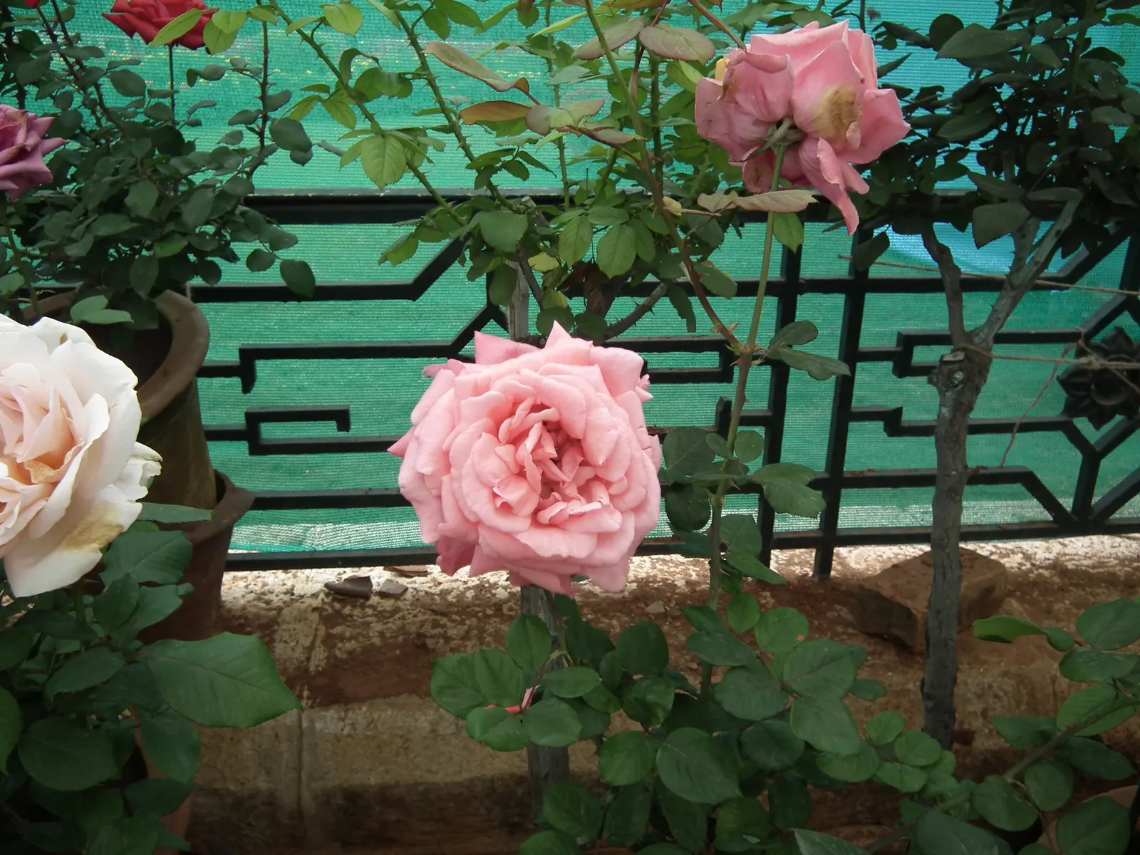 Coastal Woods Rose (Rosa gymnocarpa) — In the spring to early summer, image 47