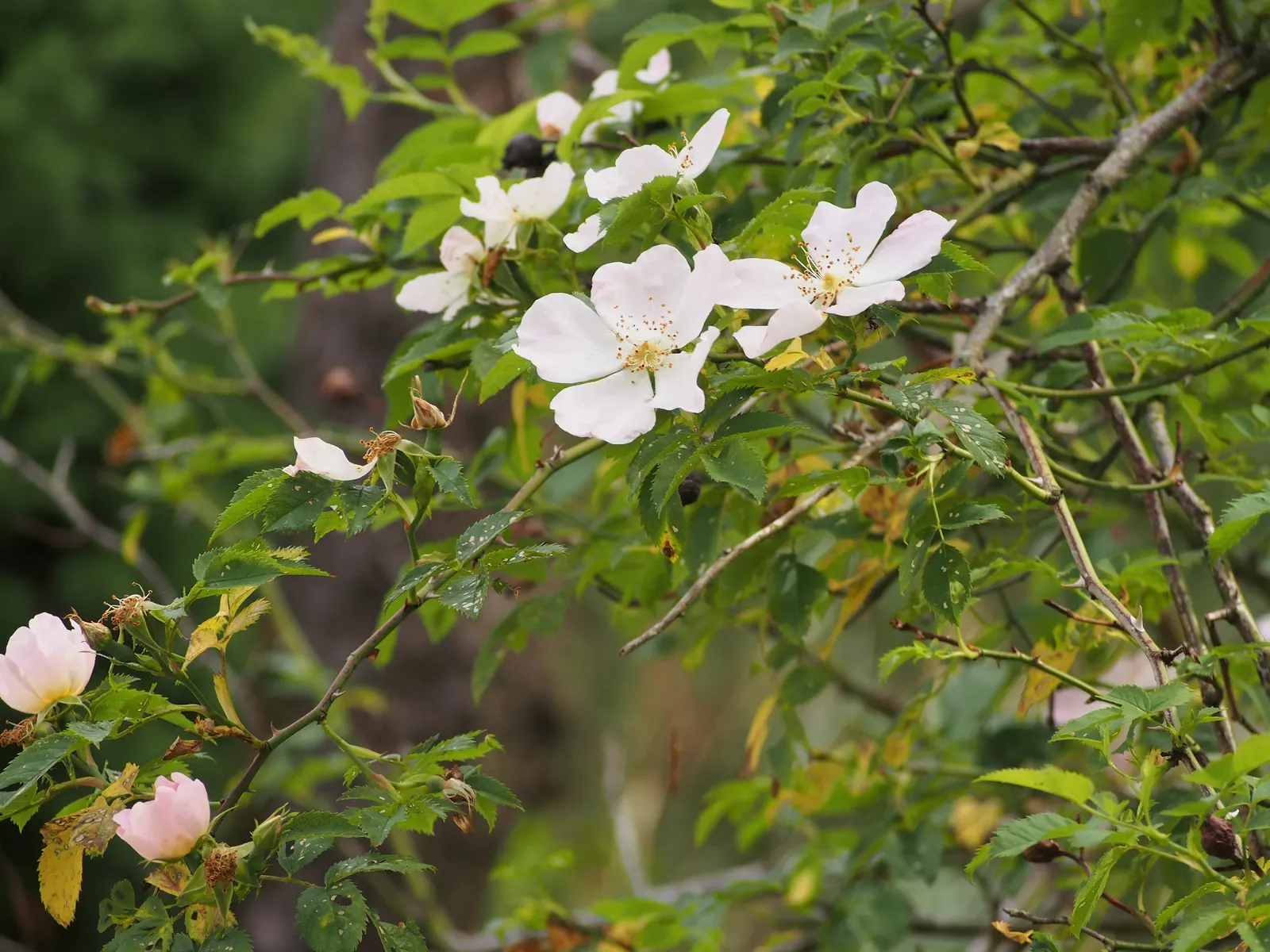 Coastal Woods Rose (Rosa gymnocarpa) — consider its natural woodland habitat; which is a boon for water-conscious gardens