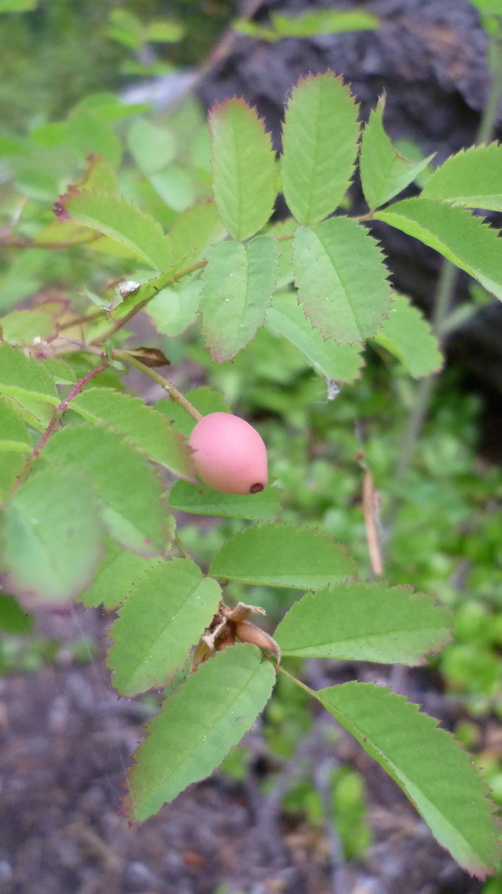 Coastal Woods Rose (Rosa gymnocarpa) — shrub for full or half