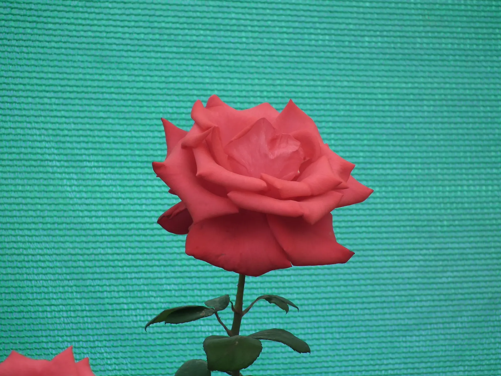 Coastal Woods Rose (Rosa gymnocarpa) — usually 1 to 2 inches in diameter