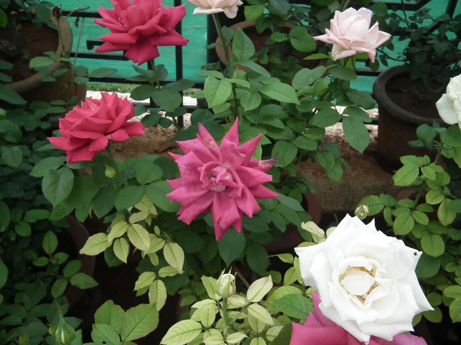 Coastal Woods Rose (Rosa gymnocarpa) — is a graceful addition to any Pacific Northwest landscape design; white flowers in the garden