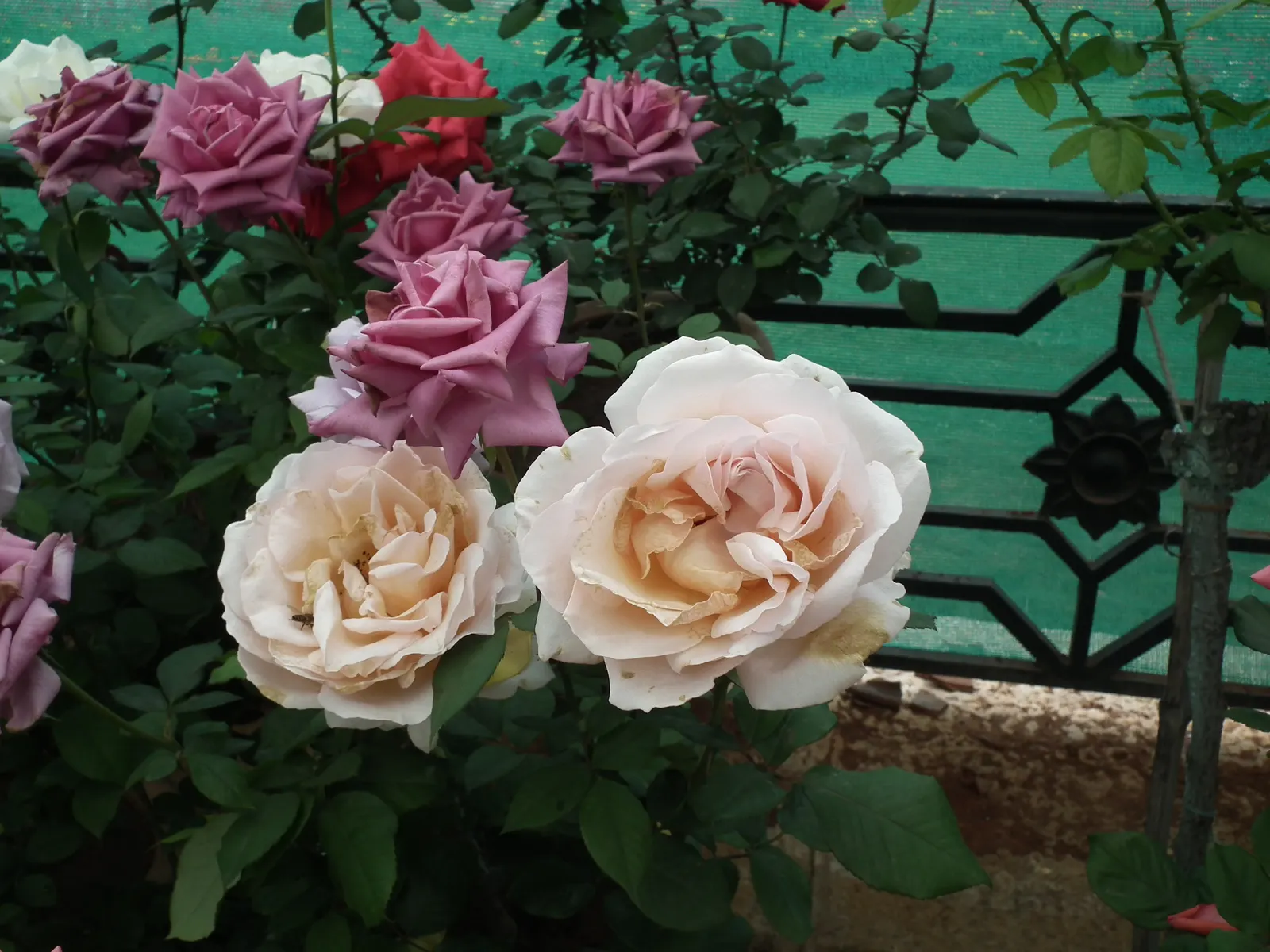 Coastal Woods Rose (Rosa gymnocarpa) — during the fall and winter months.<br><br>When integrating the Rosa gymnocarpa into landscape designs