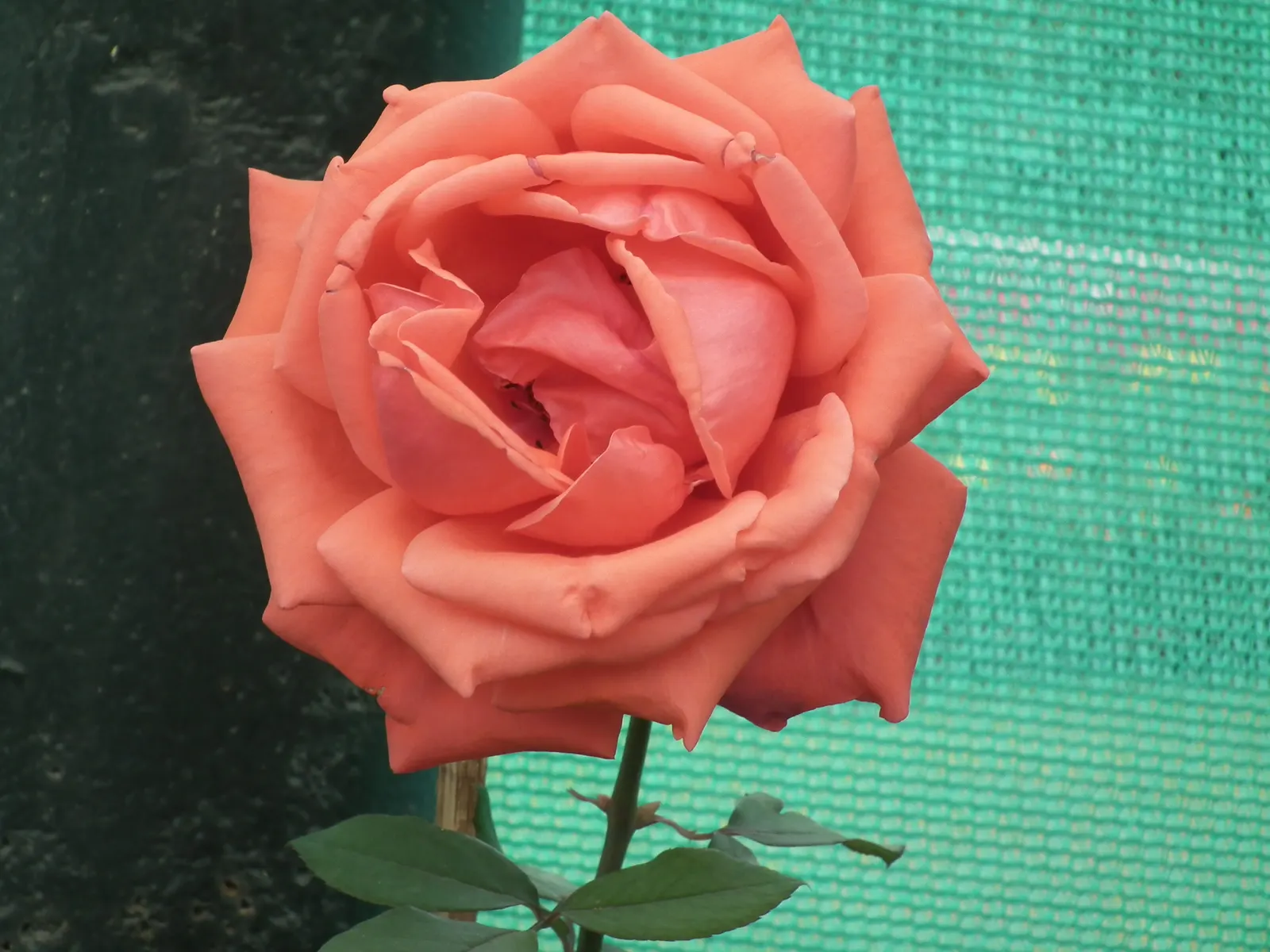 Coastal Woods Rose (Rosa gymnocarpa) — though it will flourish with a greater abundance of blooms in full sun; as a native to the western coastal regions of