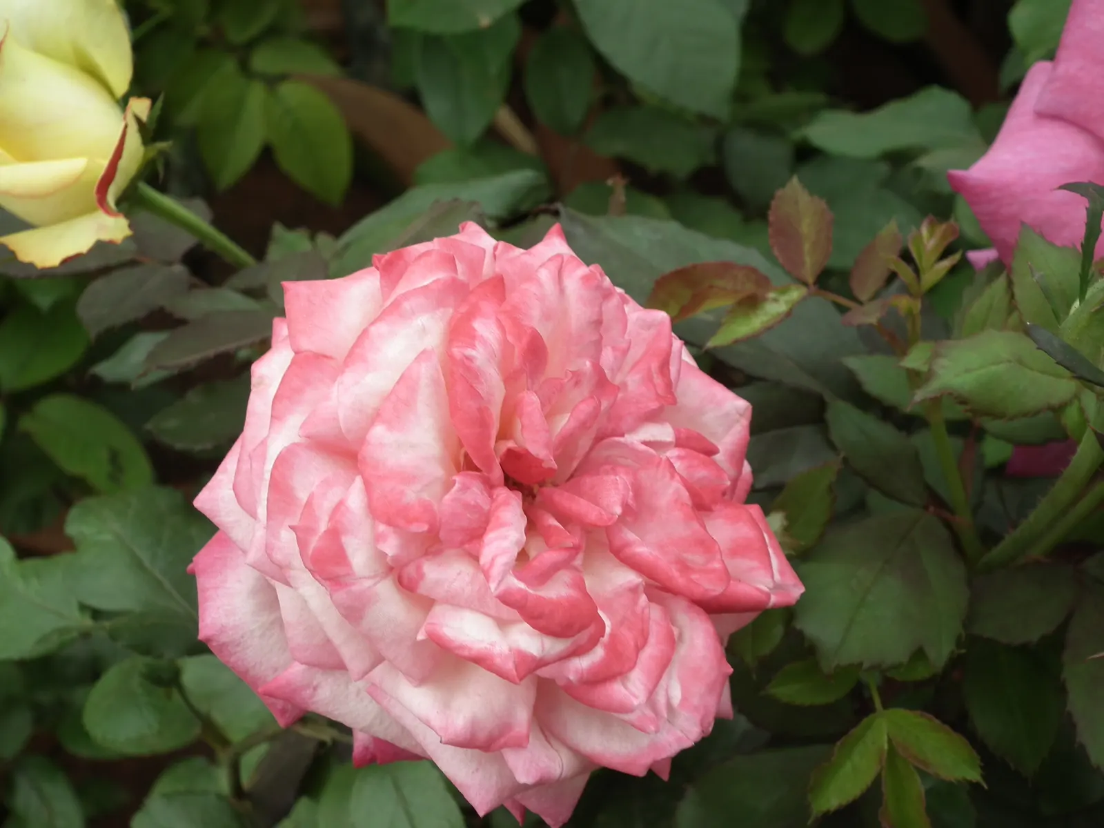Coastal Woods Rose (Rosa gymnocarpa) — The blooms offer a subtle charm; shrub with white blooms