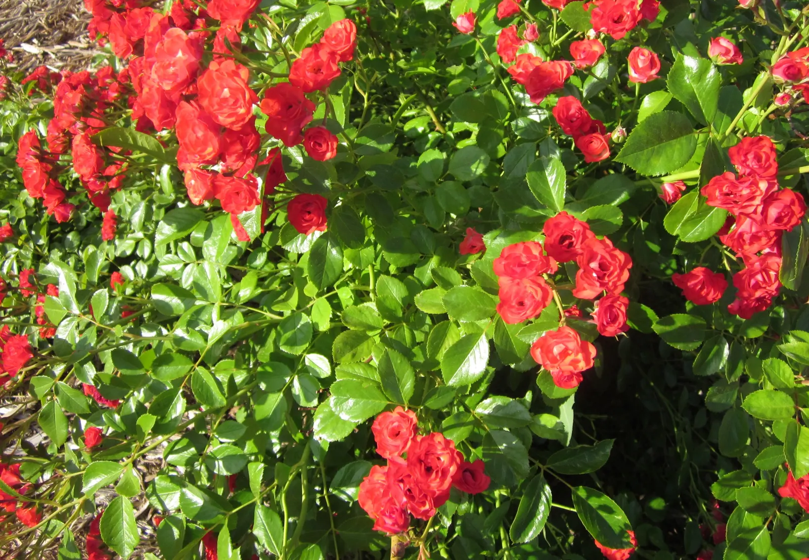 Coastal Woods Rose (Rosa gymnocarpa) — Mature specimens reach a moderate size of 3 to 6 feet in height and spread to form an organic; wildflower appearance and