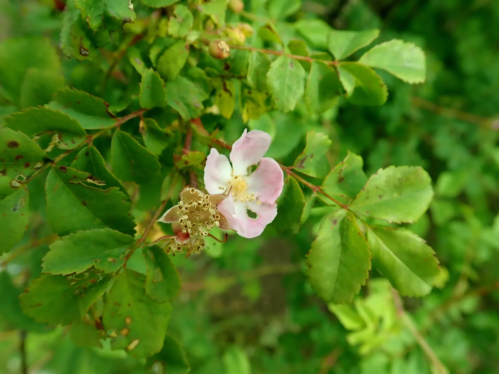 Coastal Woods Rose (Rosa gymnocarpa) — Mature specimens reach a moderate size of 3 to 6 feet in height and spread to form an organic