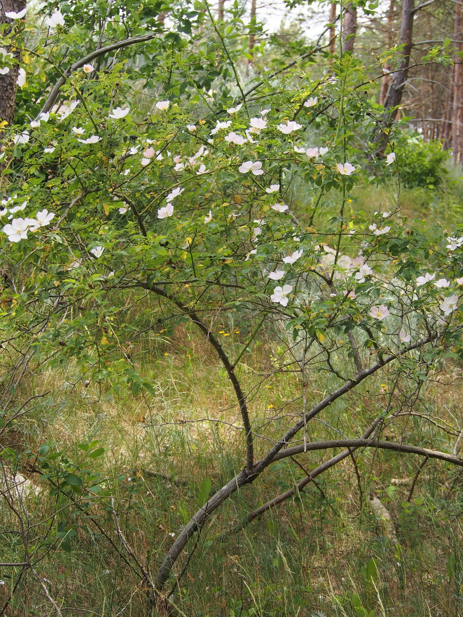 Coastal Woods Rose (Rosa gymnocarpa) — which is a boon for water-conscious gardens; shrub for full or half