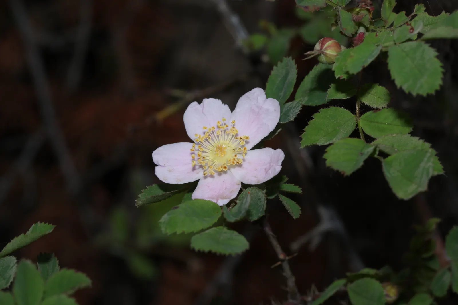 Coastal Woods Rose (Rosa gymnocarpa) — The blooms offer a subtle charm
