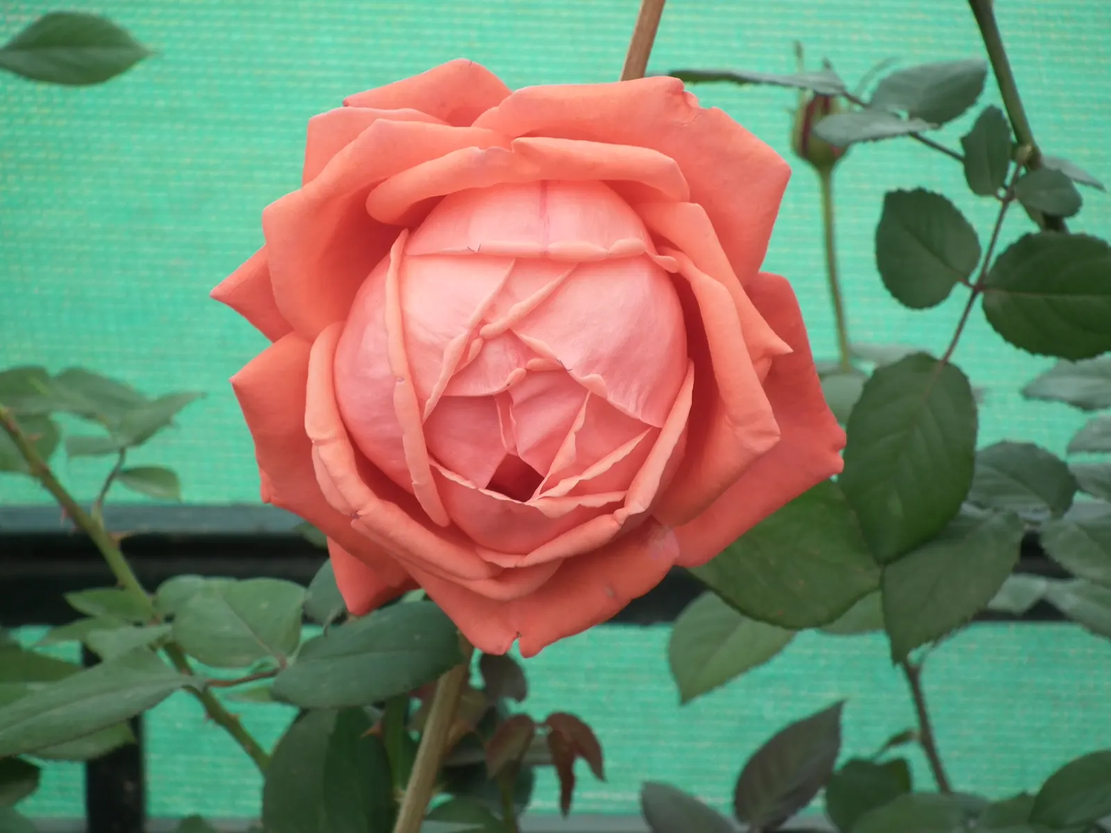 Coastal Woods Rose (Rosa gymnocarpa) — attracting beneficial pollinators to the garden.<br><br>Following the flowering period; bushy silhouette with arching