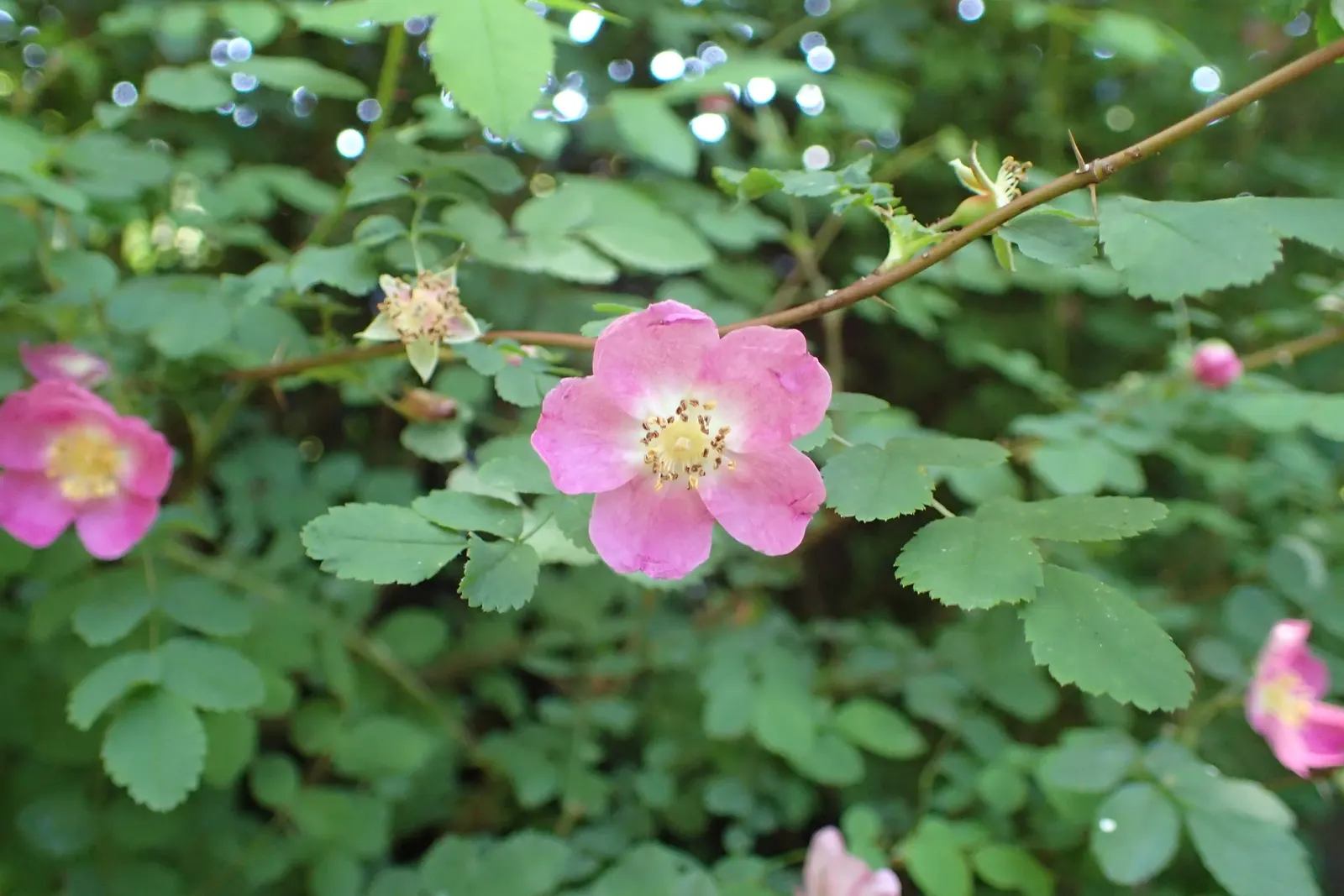 Coastal Woods Rose (Rosa gymnocarpa) — This rose is drought-tolerant once established; usually 1 to 2 inches in diameter