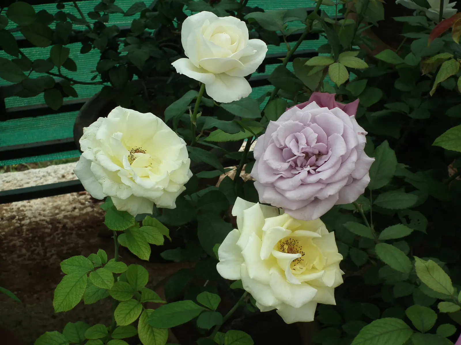 Coastal Woods Rose (Rosa gymnocarpa) — It requires little maintenance, aside from occasional pruning to shape and remove dead wood