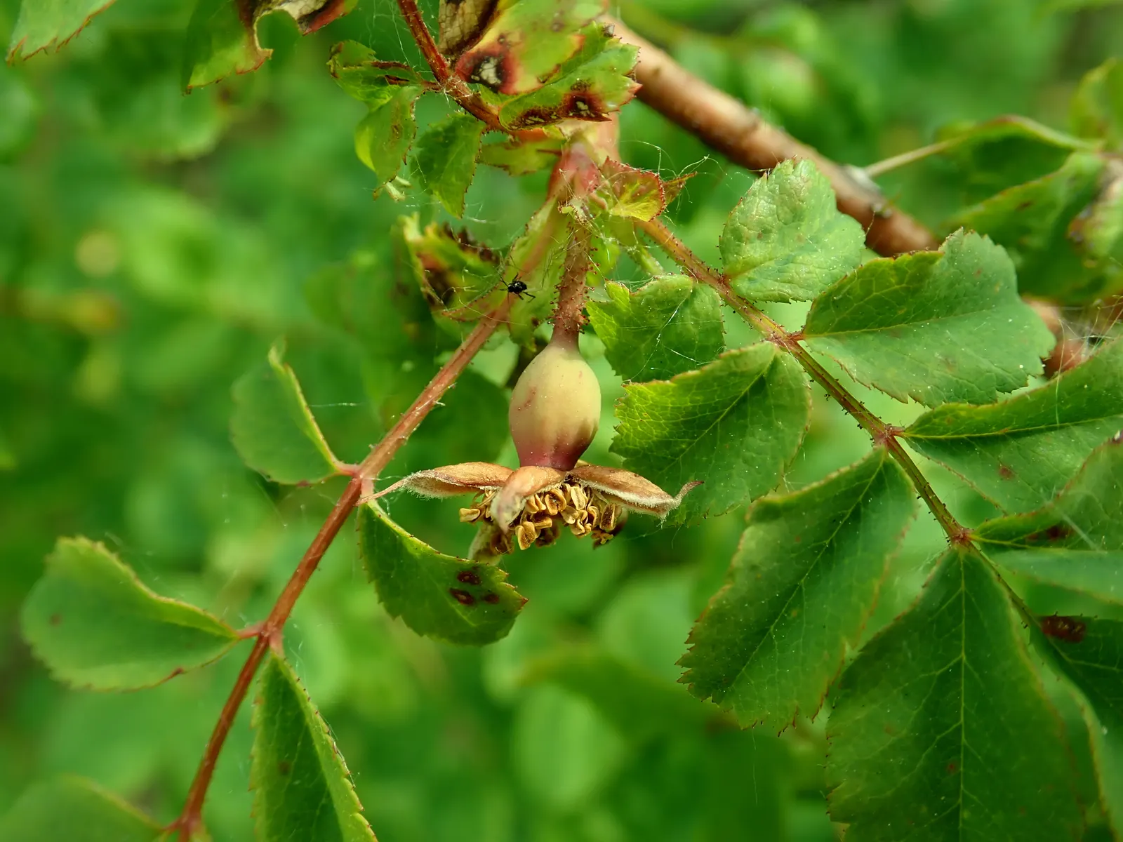 Coastal Woods Rose (Rosa gymnocarpa) — It typically reaches 3-6 feet in height, flourishing in partial sun with well-drained soils; this deciduous shrub is