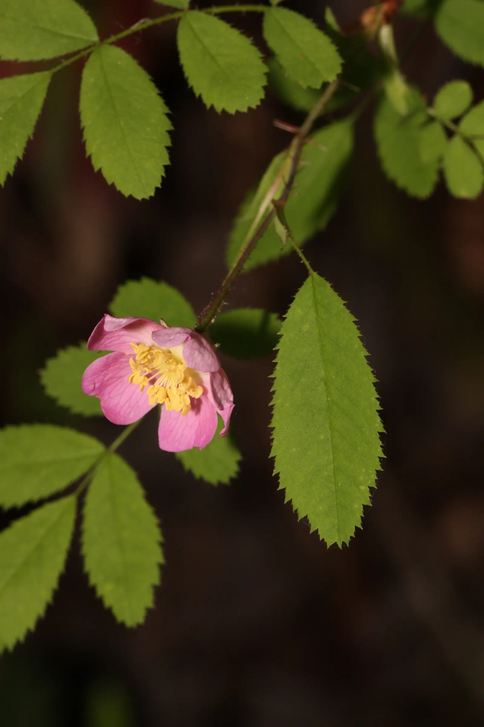 Coastal Woods Rose (Rosa gymnocarpa) — pinkish flowers measuring roughly 1 inch across; the blooms offer a subtle charm