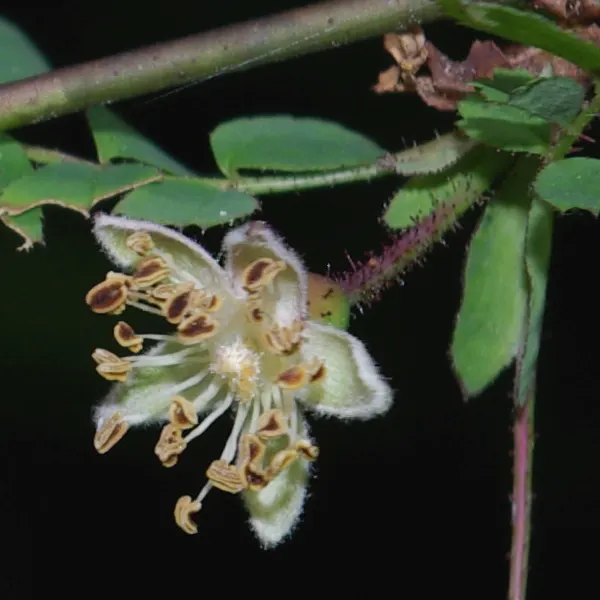 Coastal Woods Rose (Rosa gymnocarpa) — usually 1 to 2 inches in diameter; loamy soils and can tolerate partial shade