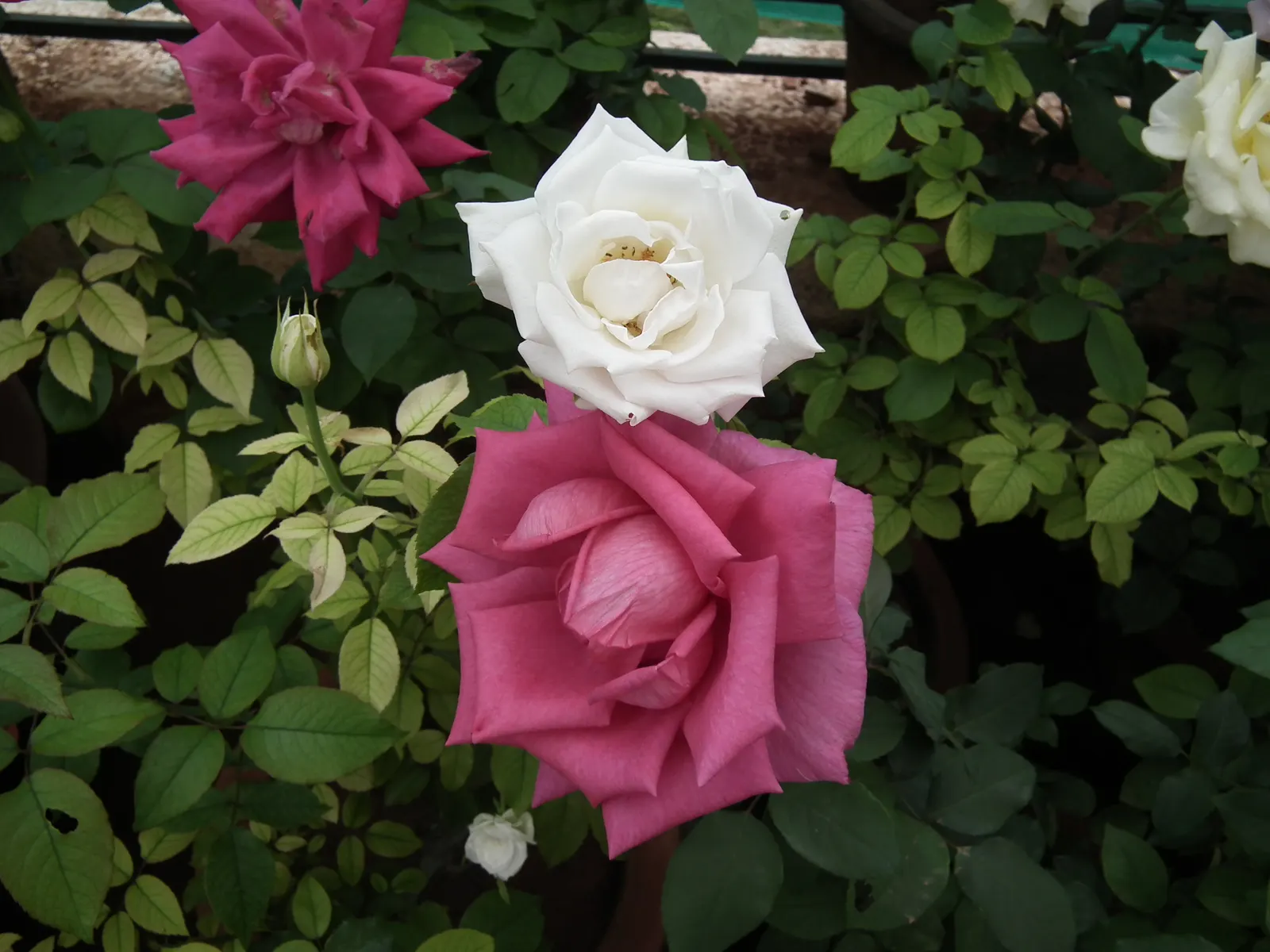 Coastal Woods Rose (Rosa gymnocarpa) — requiring minimal irrigation
