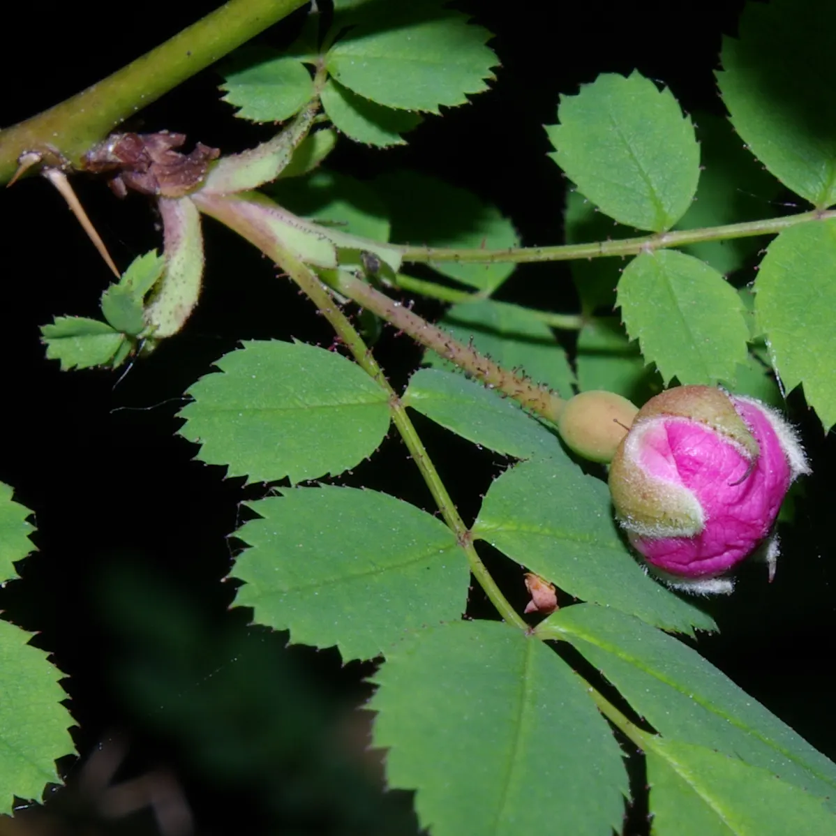 Coastal Woods Rose (Rosa gymnocarpa) — These leaves provide a lush, green backdrop throughout the growing season