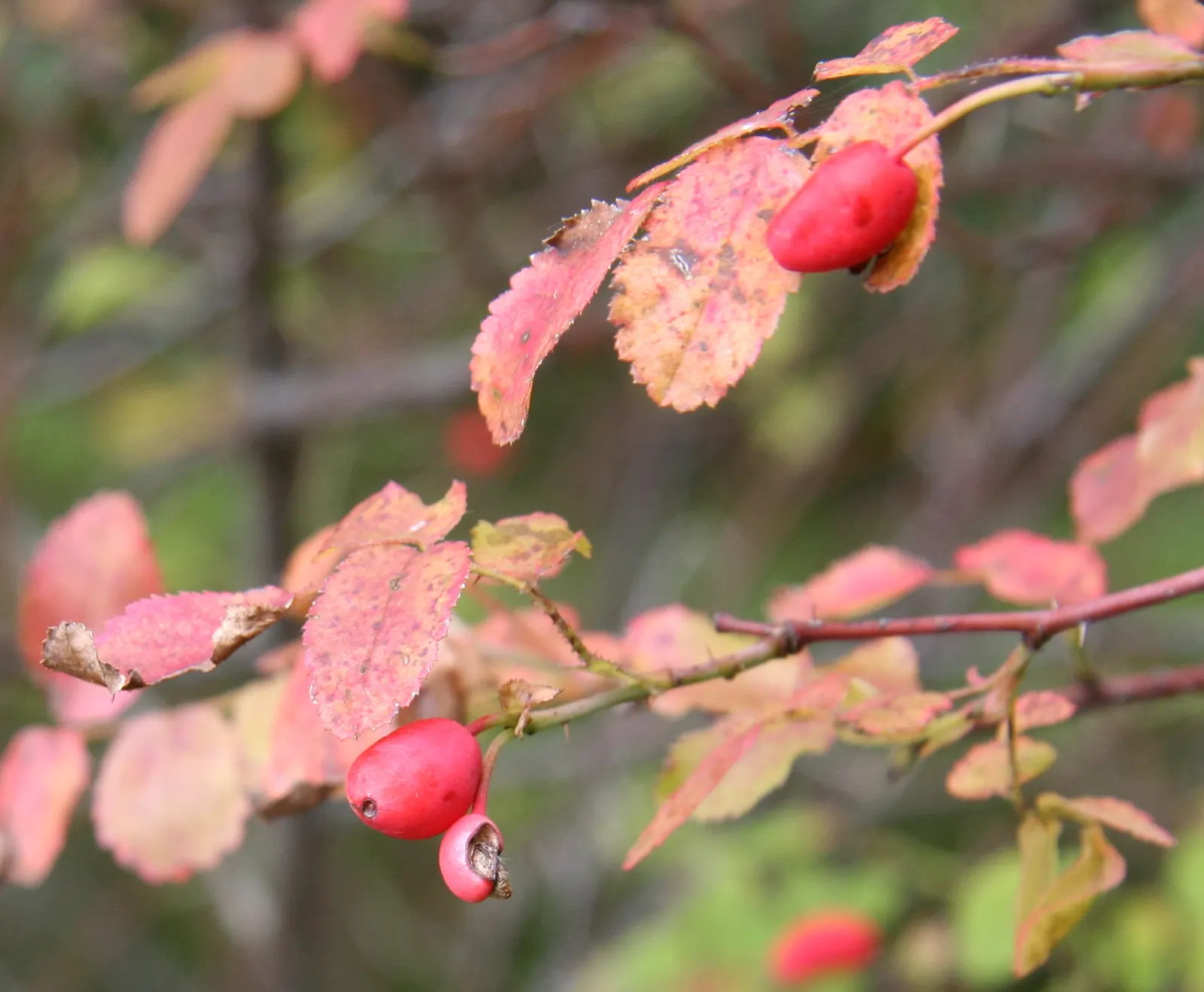 Coastal Woods Rose (Rosa gymnocarpa) — It typically reaches 3-6 feet in height, flourishing in partial sun with well-drained soils