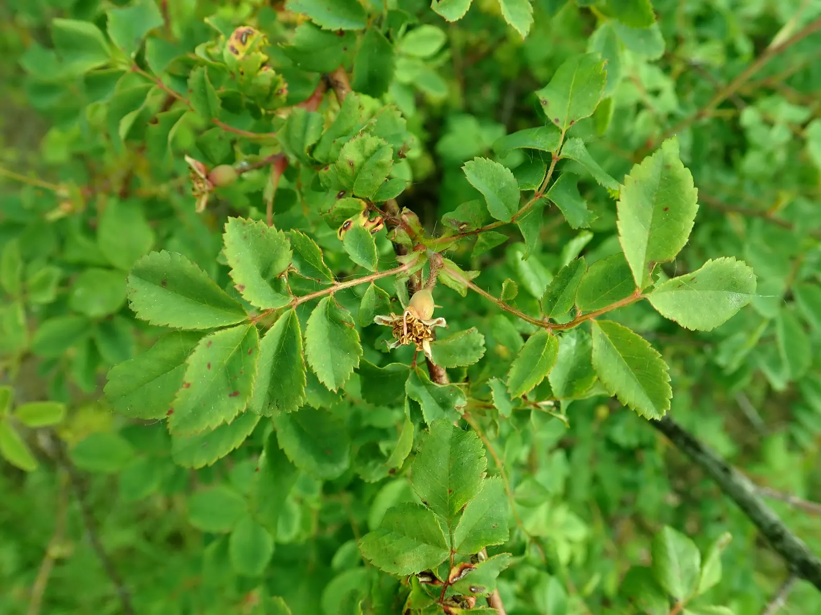 Coastal Woods Rose (Rosa gymnocarpa) — commonly referred to as the Coastal Wood Rose or the Baldhip Rose