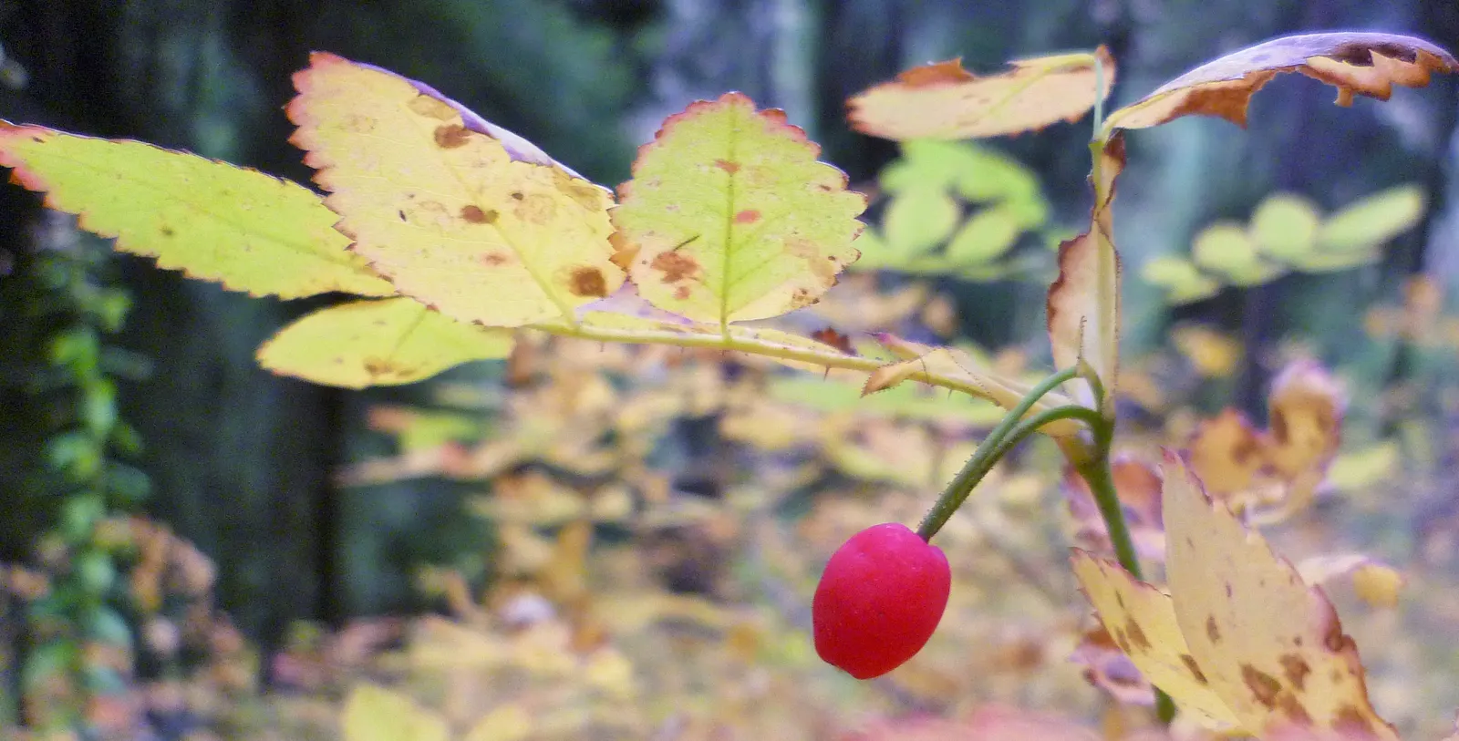 Coastal Woods Rose (Rosa gymnocarpa) — this deciduous shrub is adept at thriving in USDA zones 7 through 9