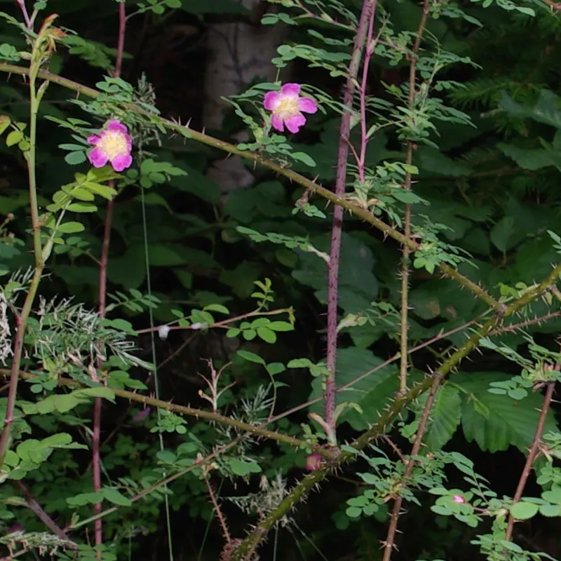 Coastal Woods Rose (Rosa gymnocarpa) — with each leaf bearing 5 to 9 elegantly toothed leaflets; it typically reaches 3-6 feet in height, flourishing in