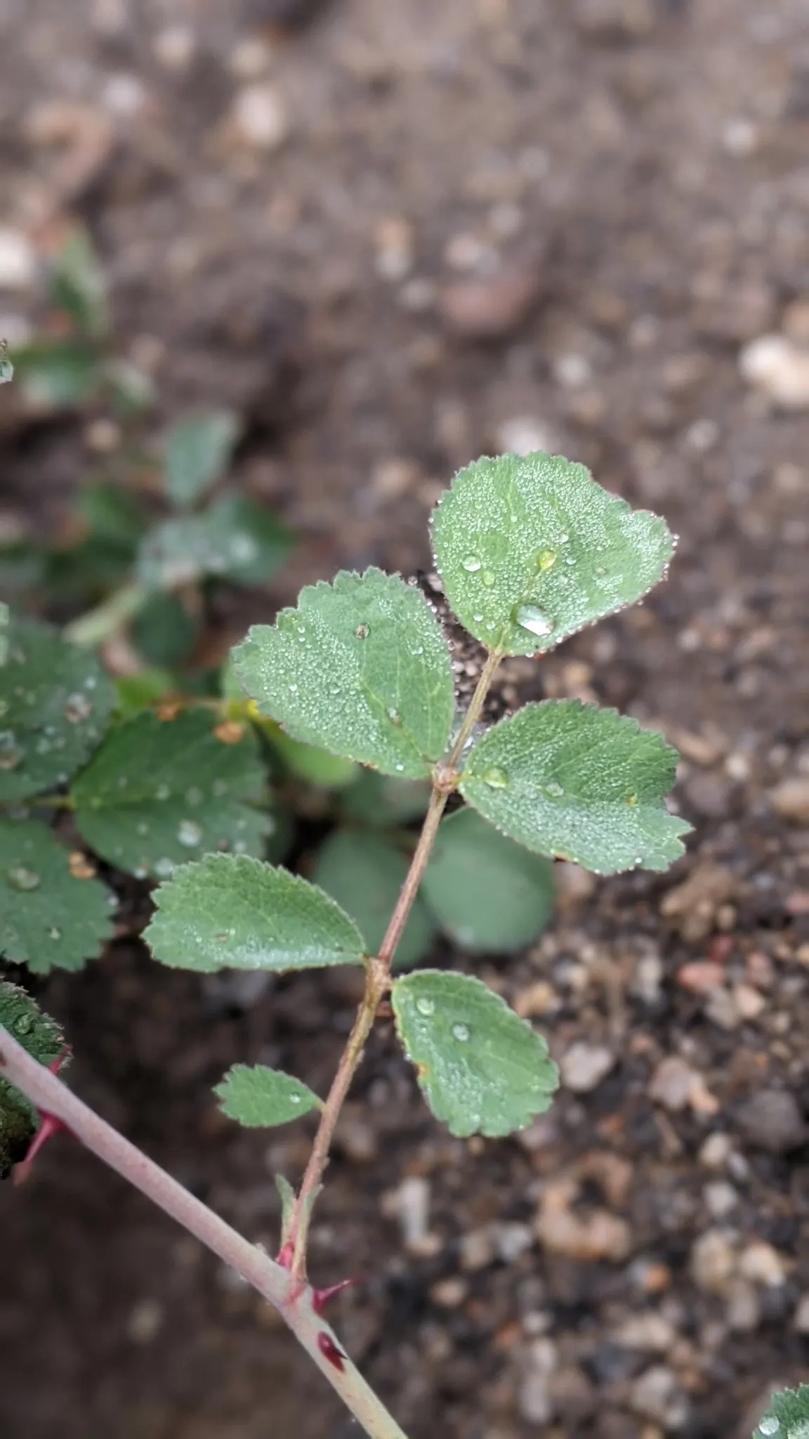 Coastal Woods Rose (Rosa gymnocarpa) — commonly referred to as the Coastal Wood Rose or the Baldhip Rose; consider its natural woodland habitat